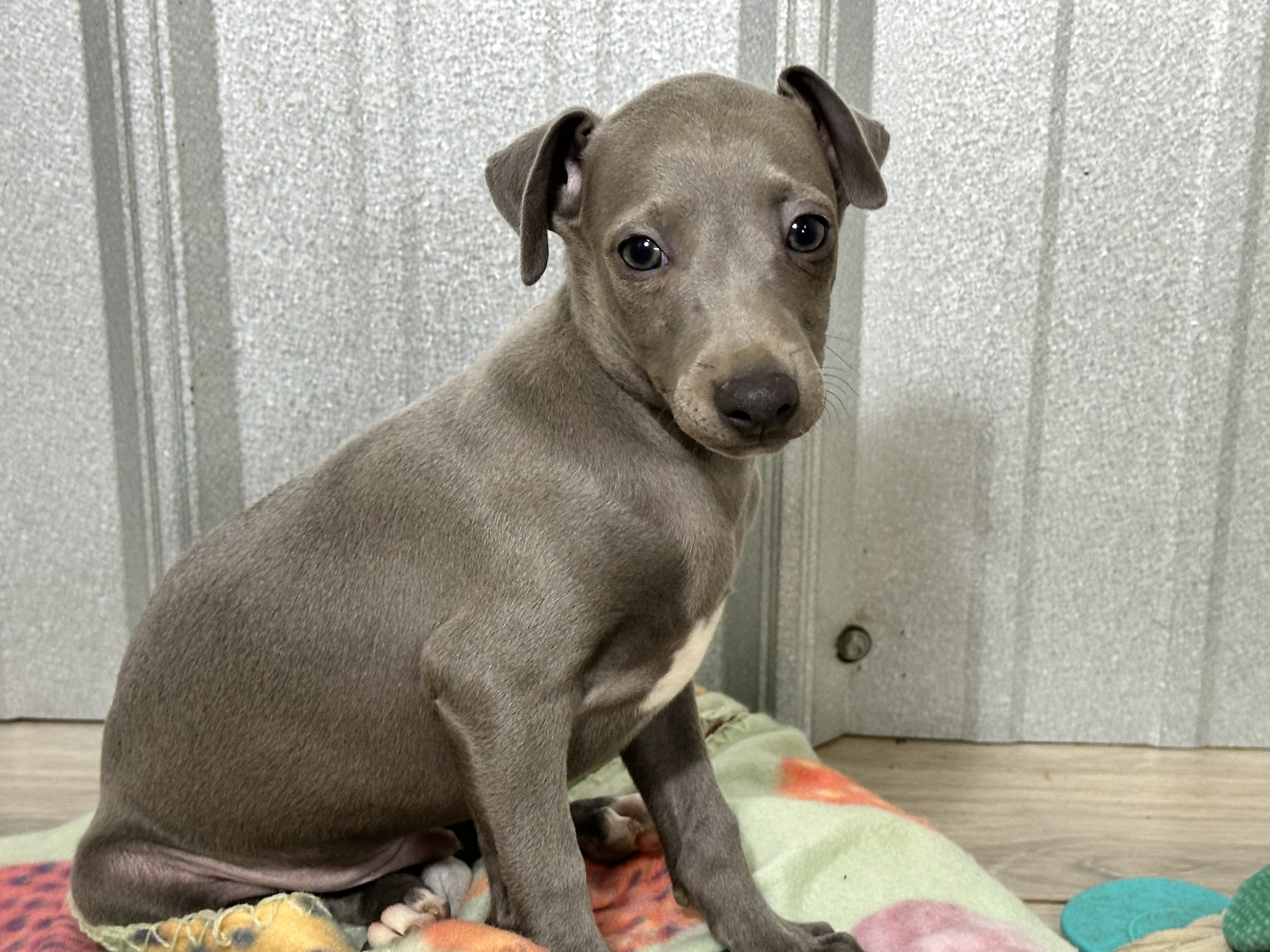 puppy, for, sale, Italian Greyhound, Kimberly  Dildine, dog, breeder, Willow Springs, MO, dog-breeder, puppy-for-sale, forsale, nearby, find, puppyfind, locator, puppylocator, aca