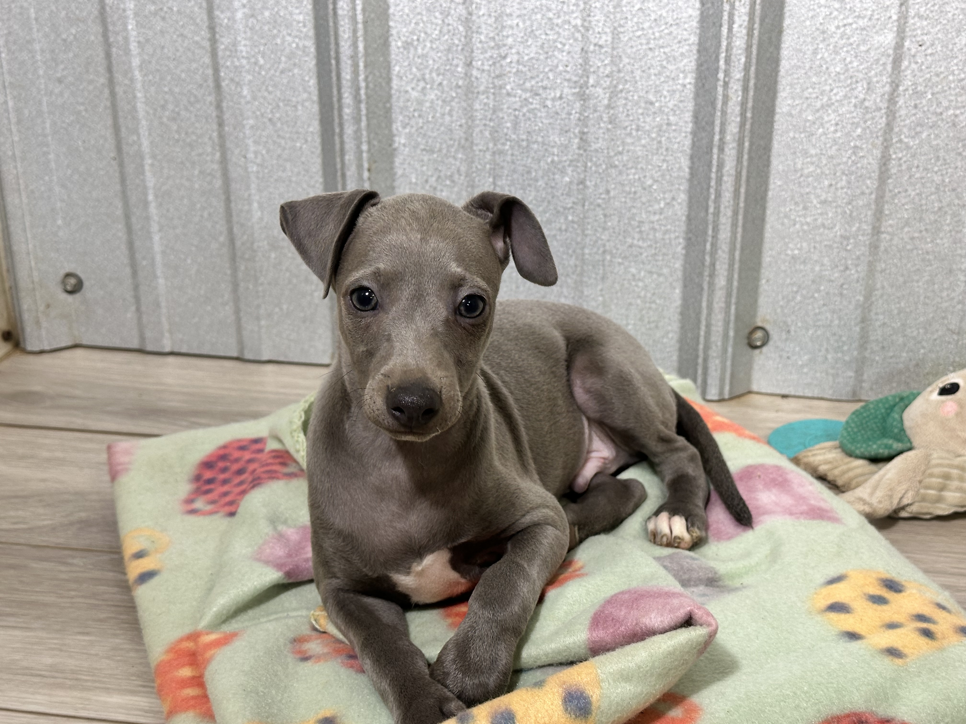 puppy, for, sale, Italian Greyhound, Kimberly  Dildine, dog, breeder, Willow Springs, MO, dog-breeder, puppy-for-sale, forsale, nearby, find, puppyfind, locator, puppylocator, aca