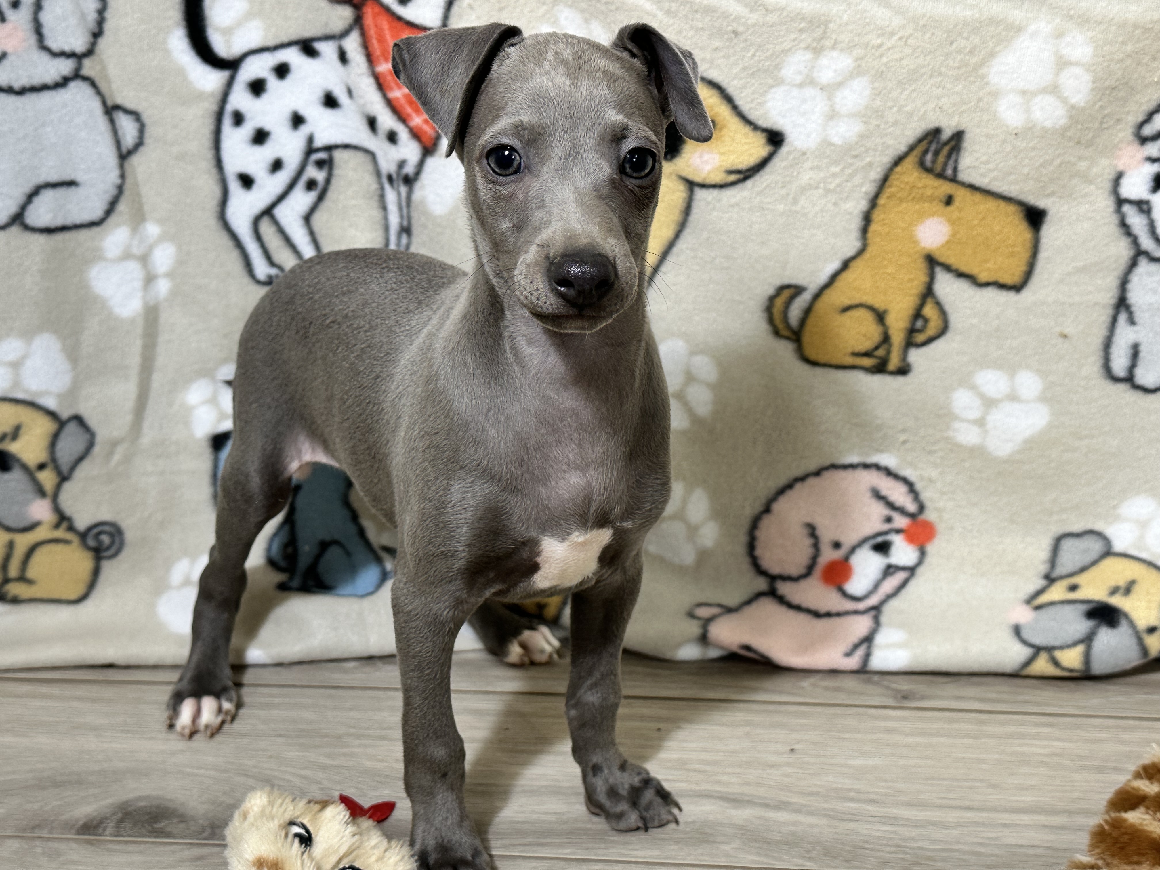 puppy, for, sale, Italian Greyhound, Kimberly  Dildine, dog, breeder, Willow Springs, MO, dog-breeder, puppy-for-sale, forsale, nearby, find, puppyfind, locator, puppylocator, aca