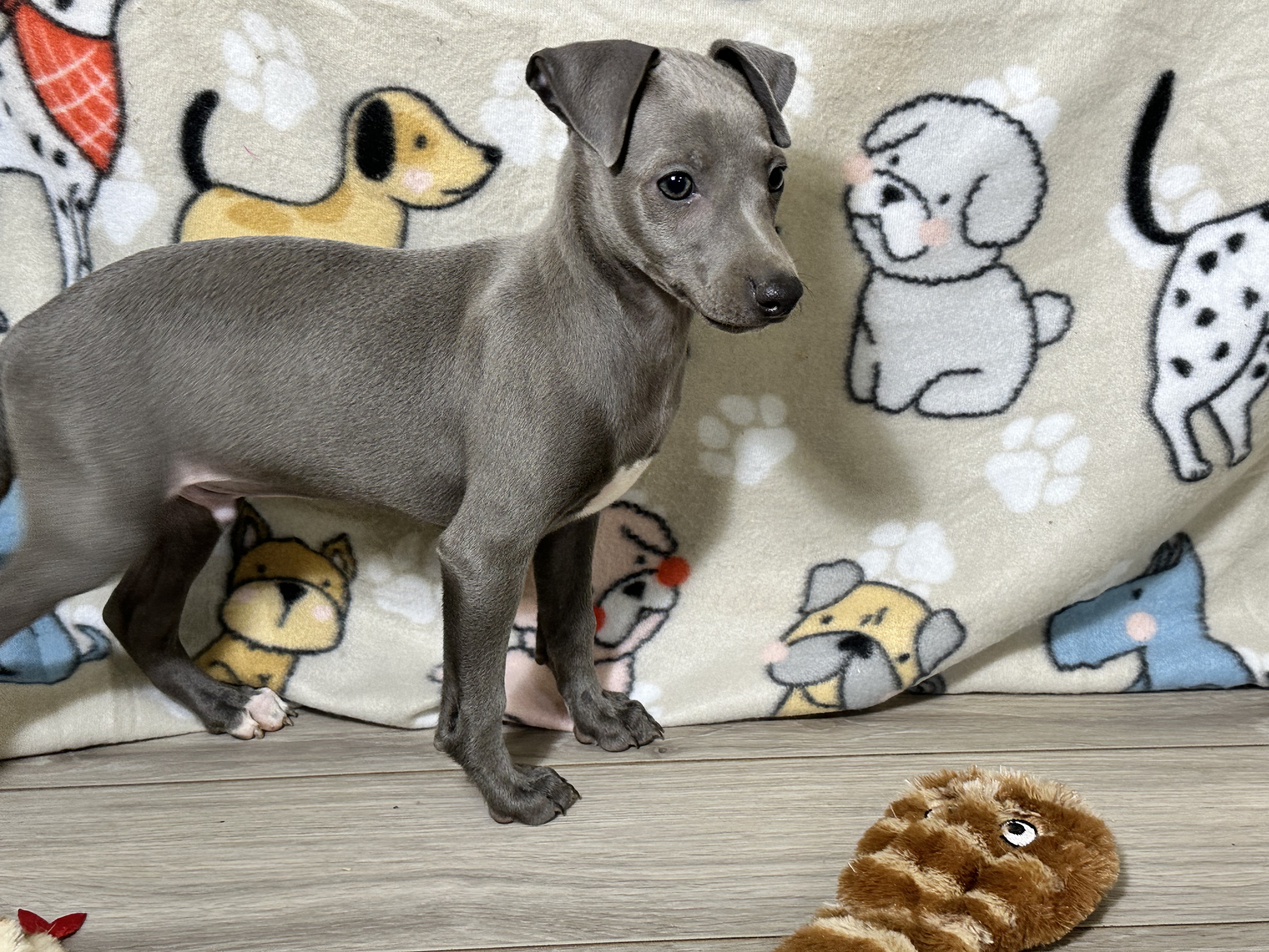 puppy, for, sale, Italian Greyhound, Kimberly  Dildine, dog, breeder, Willow Springs, MO, dog-breeder, puppy-for-sale, forsale, nearby, find, puppyfind, locator, puppylocator, aca