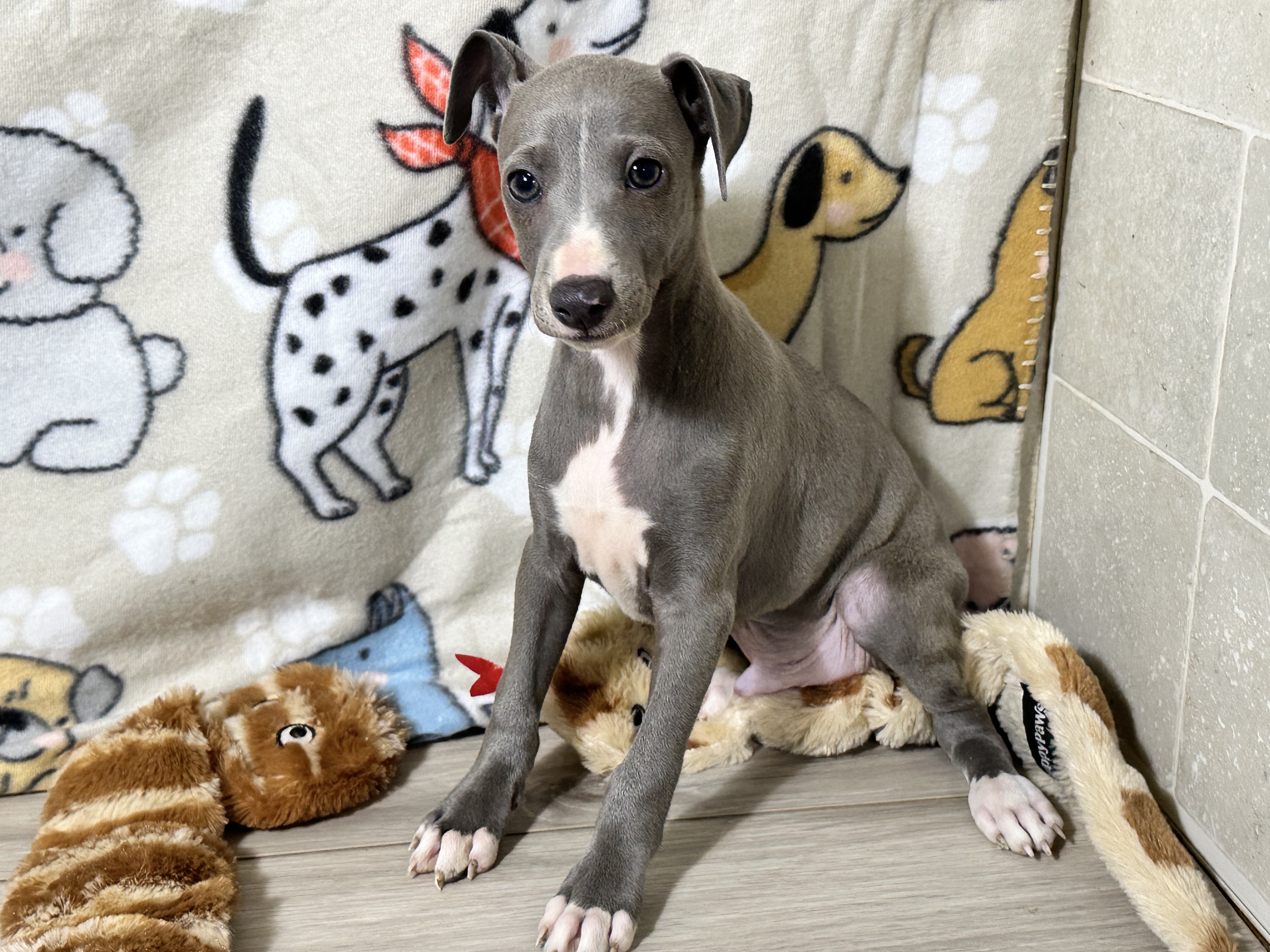 puppy, for, sale, Italian Greyhound, Kimberly  Dildine, dog, breeder, Willow Springs, MO, dog-breeder, puppy-for-sale, forsale, nearby, find, puppyfind, locator, puppylocator, aca