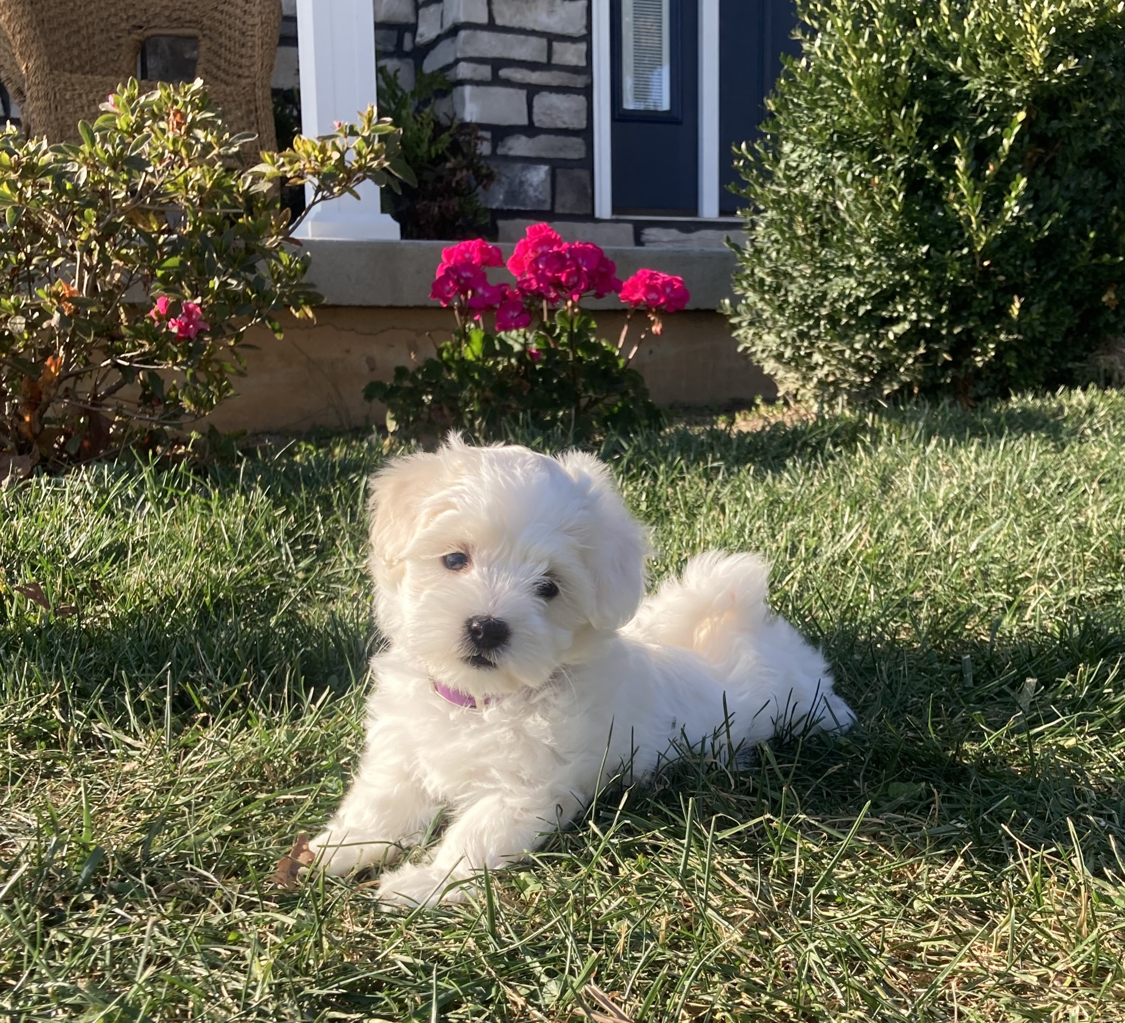 puppy, for, sale, Coton de Tulear,   Little Stream Estates LLC, dog, breeder, Lititz, PA, dog-breeder, puppy-for-sale, forsale, nearby, find, puppyfind, locator, puppylocator, aca