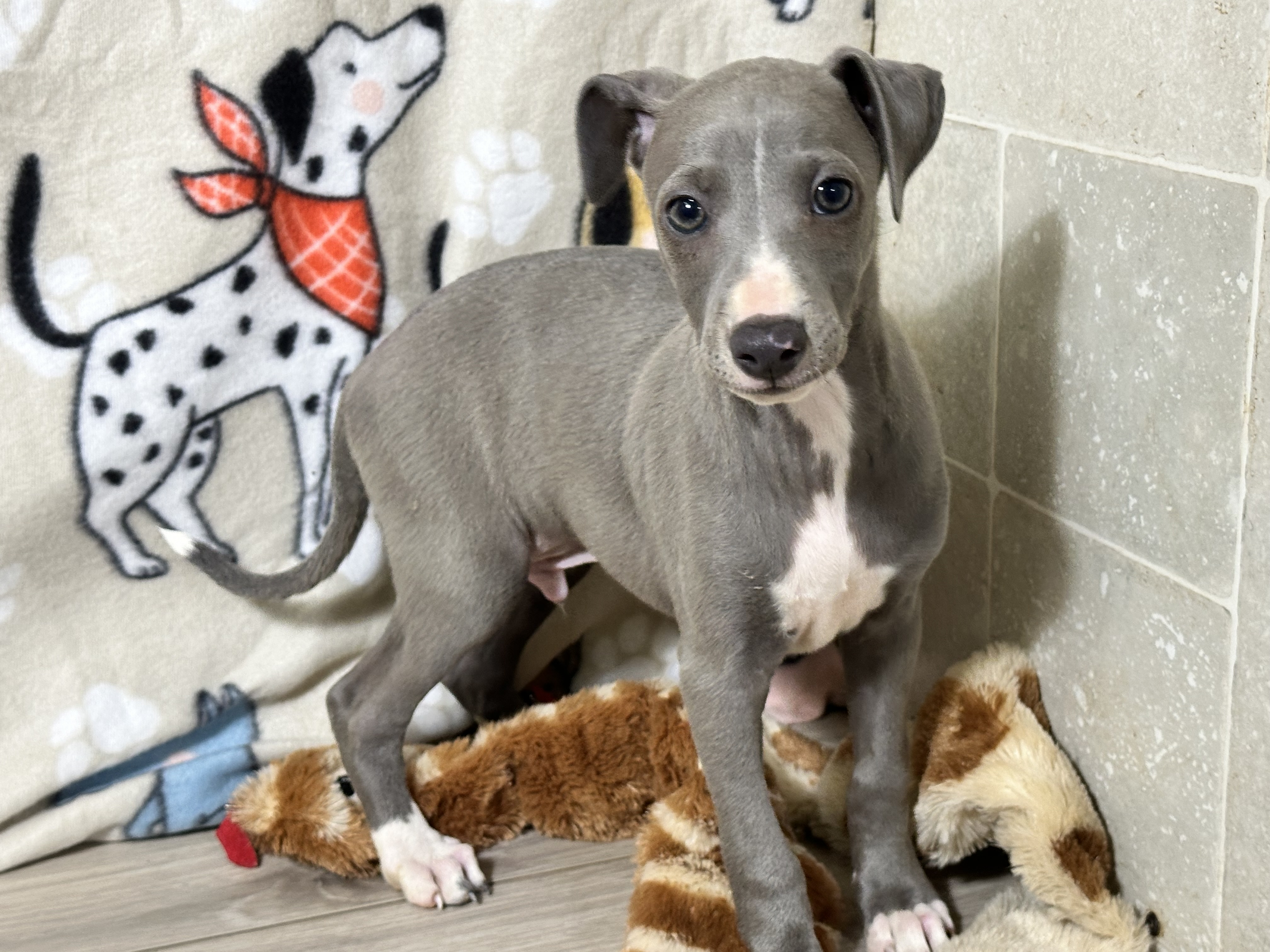 puppy, for, sale, Italian Greyhound, Kimberly  Dildine, dog, breeder, Willow Springs, MO, dog-breeder, puppy-for-sale, forsale, nearby, find, puppyfind, locator, puppylocator, aca