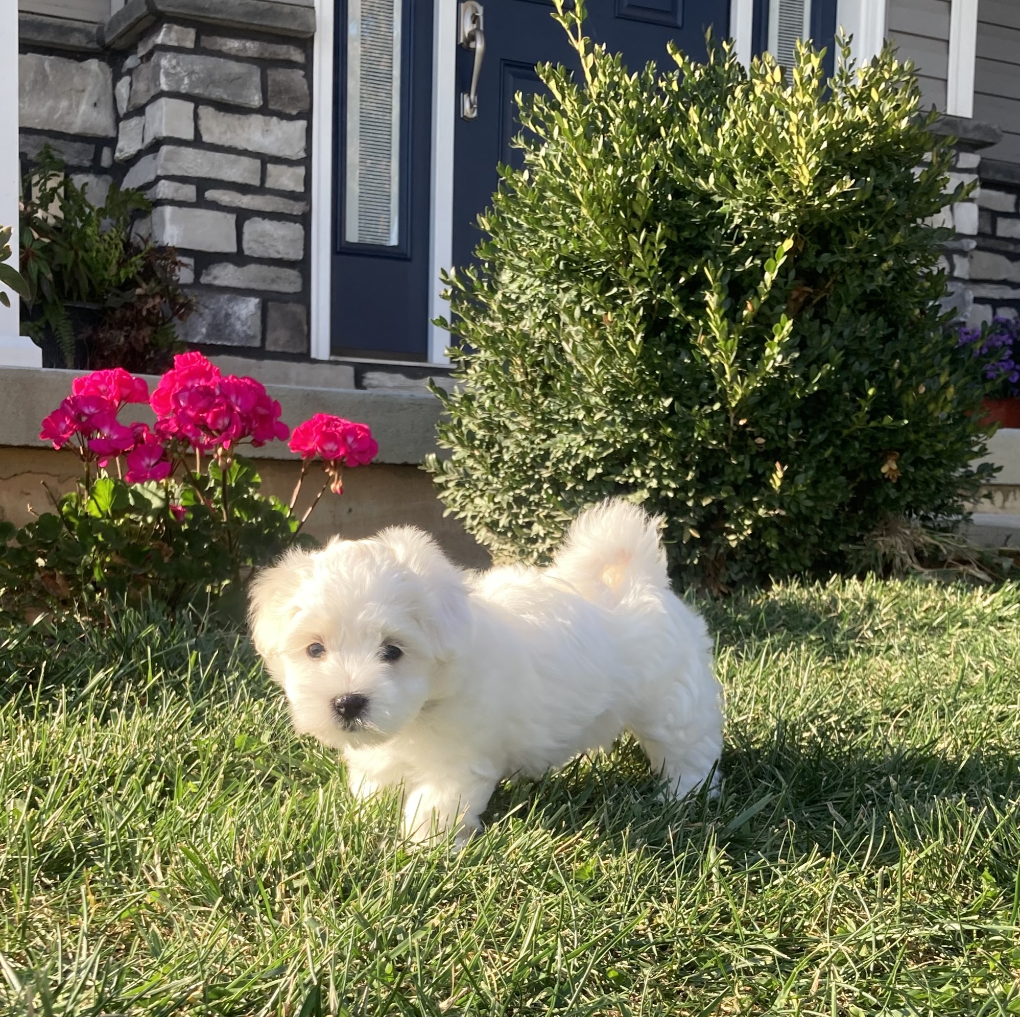 puppy, for, sale, Coton de Tulear,   Little Stream Estates LLC, dog, breeder, Lititz, PA, dog-breeder, puppy-for-sale, forsale, nearby, find, puppyfind, locator, puppylocator, aca