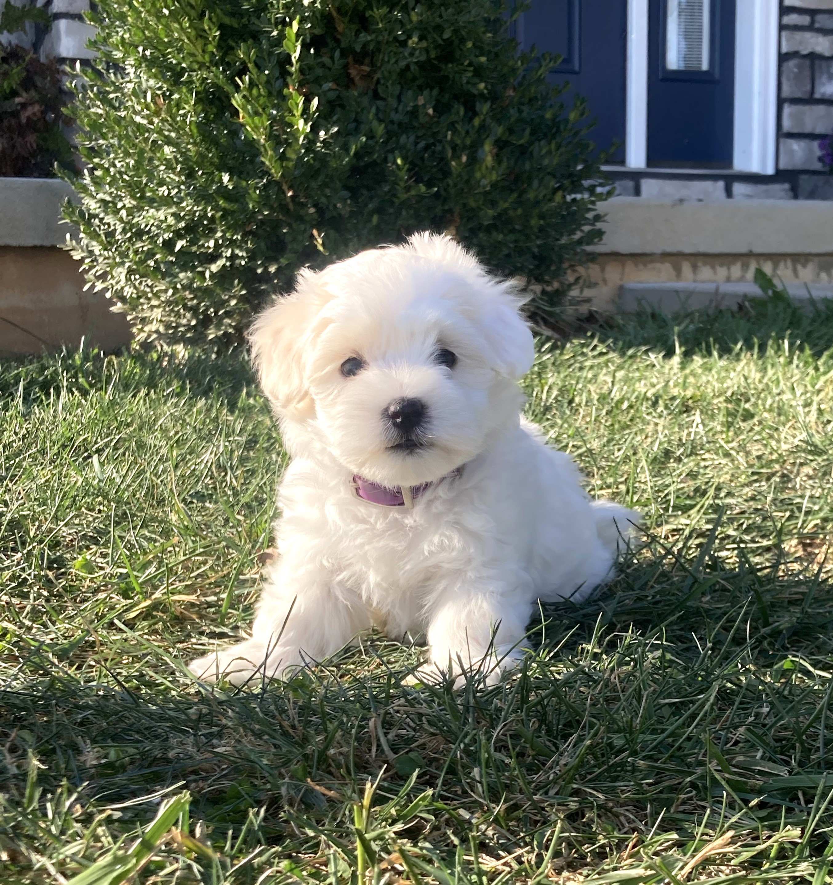 puppy, for, sale, Coton de Tulear,   Little Stream Estates LLC, dog, breeder, Lititz, PA, dog-breeder, puppy-for-sale, forsale, nearby, find, puppyfind, locator, puppylocator, aca