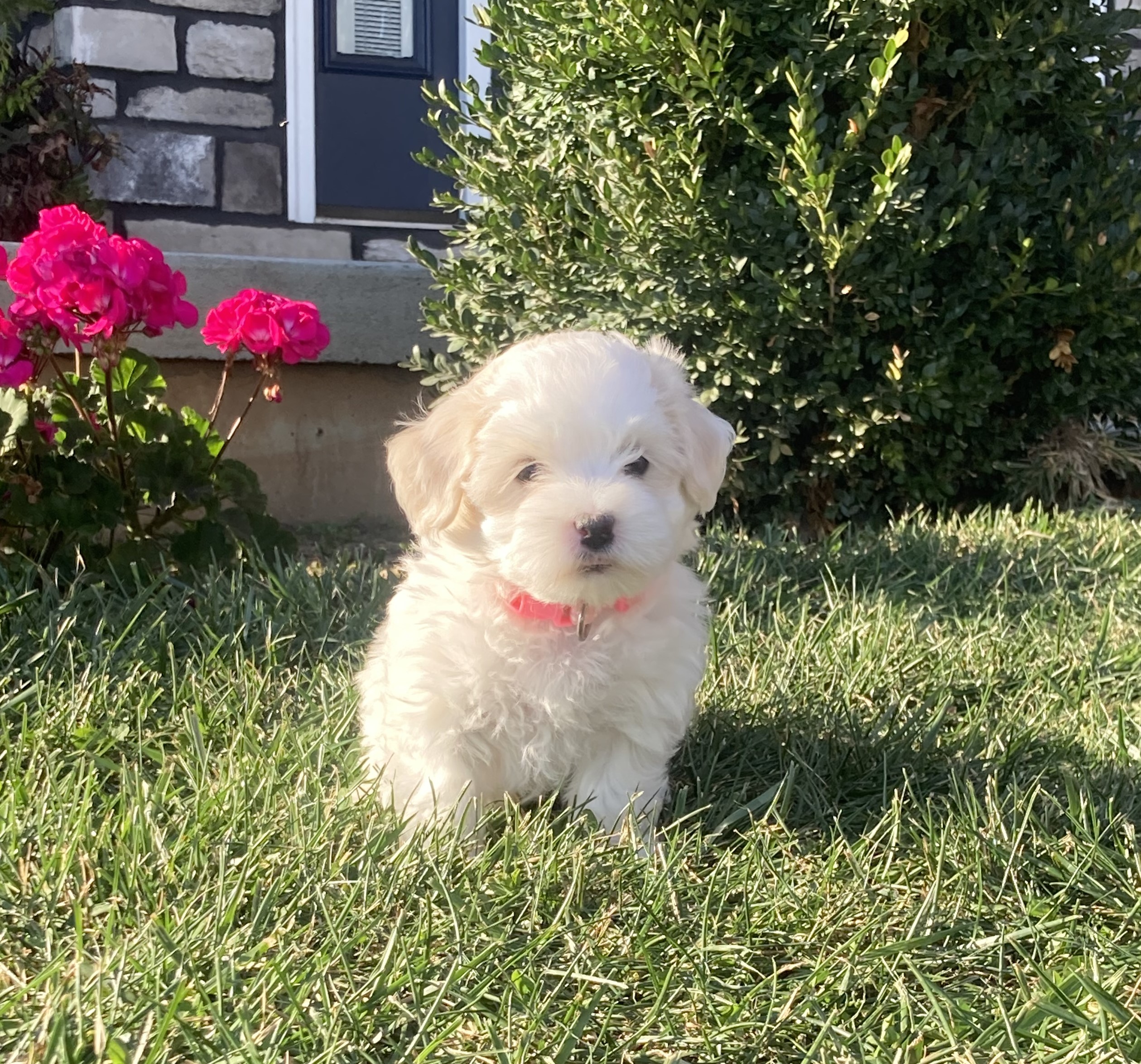 puppy, for, sale, Coton de Tulear,   Little Stream Estates LLC, dog, breeder, Lititz, PA, dog-breeder, puppy-for-sale, forsale, nearby, find, puppyfind, locator, puppylocator, aca