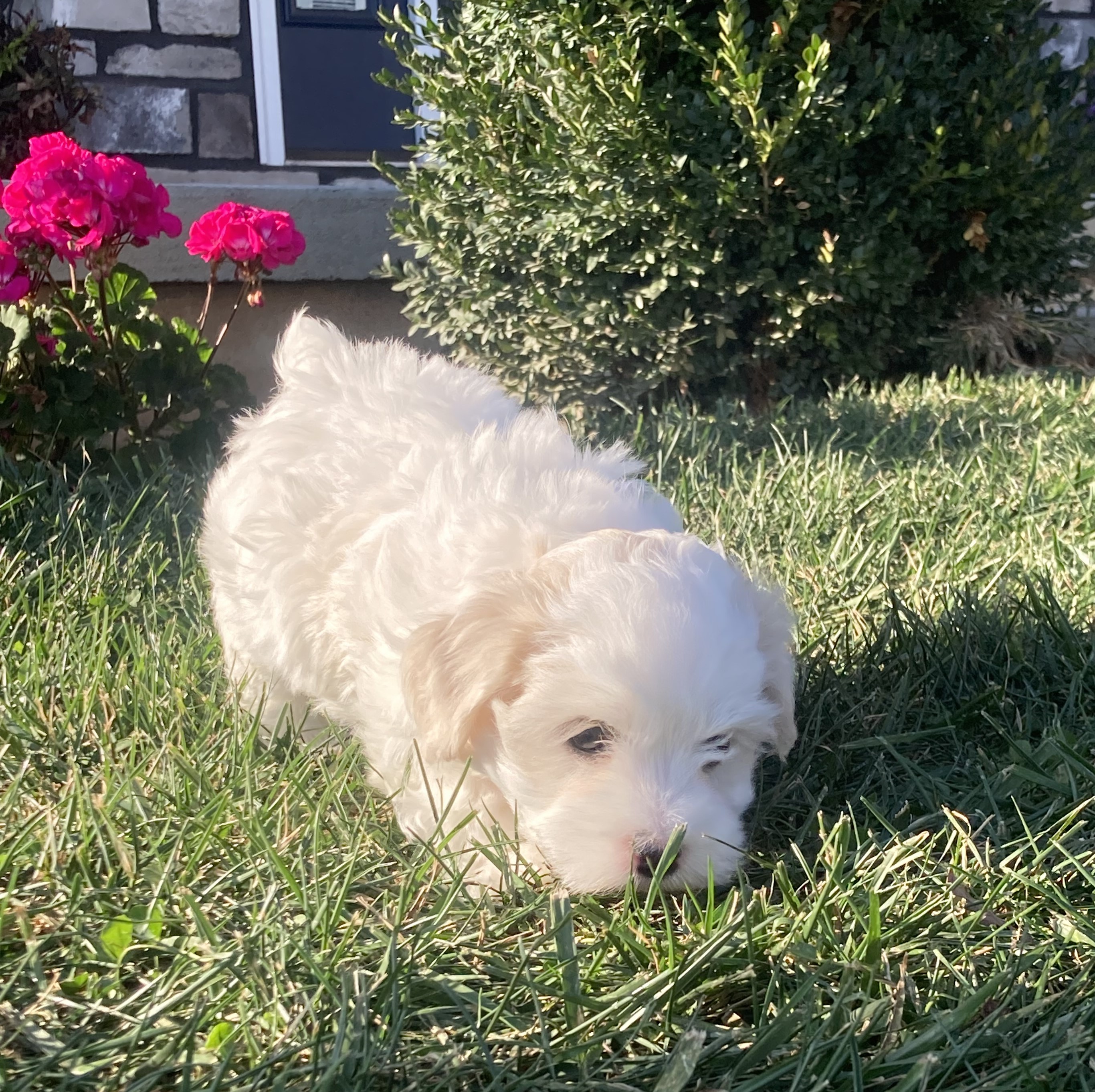 puppy, for, sale, Coton de Tulear,   Little Stream Estates LLC, dog, breeder, Lititz, PA, dog-breeder, puppy-for-sale, forsale, nearby, find, puppyfind, locator, puppylocator, aca