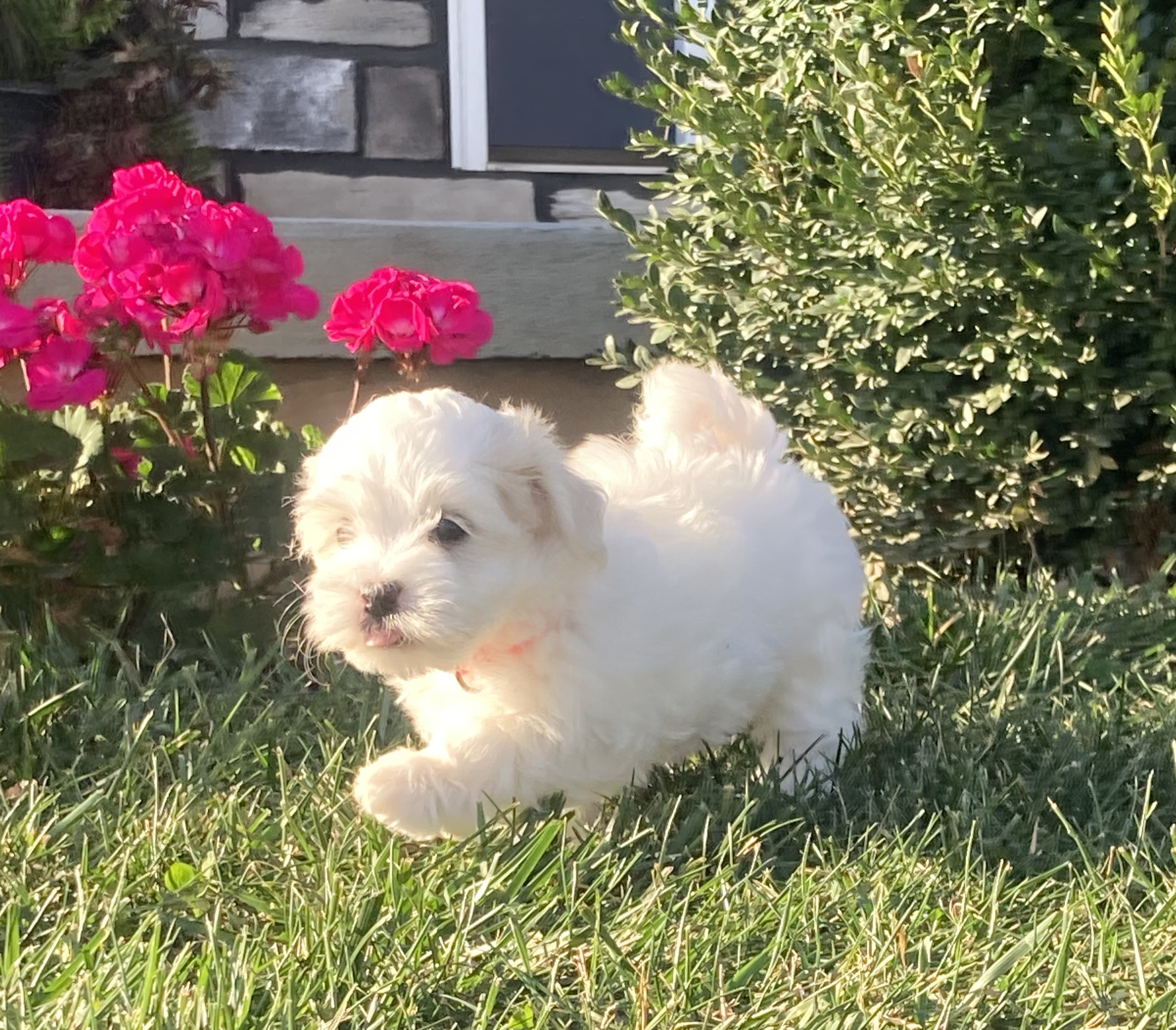 puppy, for, sale, Coton de Tulear,   Little Stream Estates LLC, dog, breeder, Lititz, PA, dog-breeder, puppy-for-sale, forsale, nearby, find, puppyfind, locator, puppylocator, aca