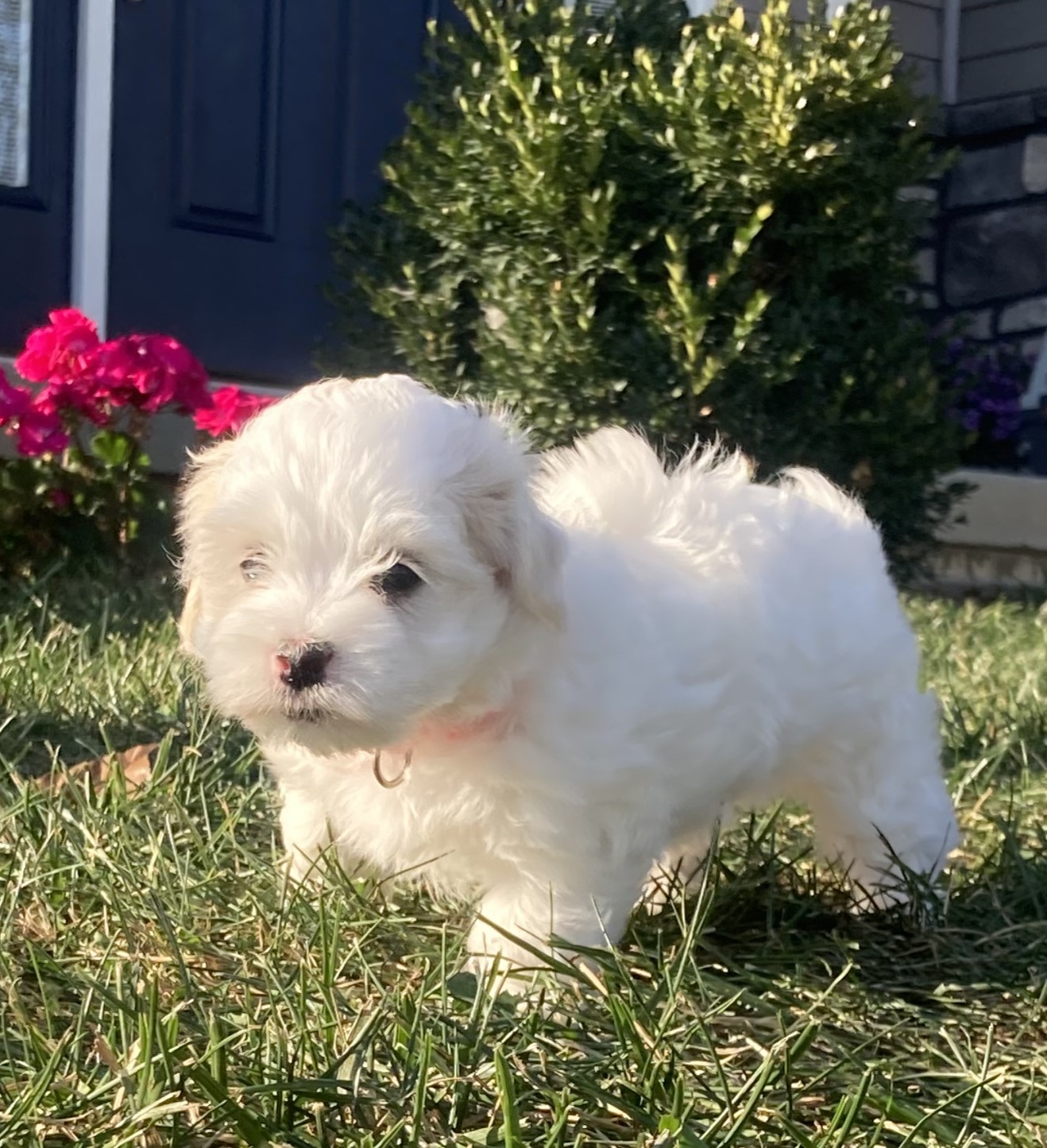 puppy, for, sale, Coton de Tulear,   Little Stream Estates LLC, dog, breeder, Lititz, PA, dog-breeder, puppy-for-sale, forsale, nearby, find, puppyfind, locator, puppylocator, aca