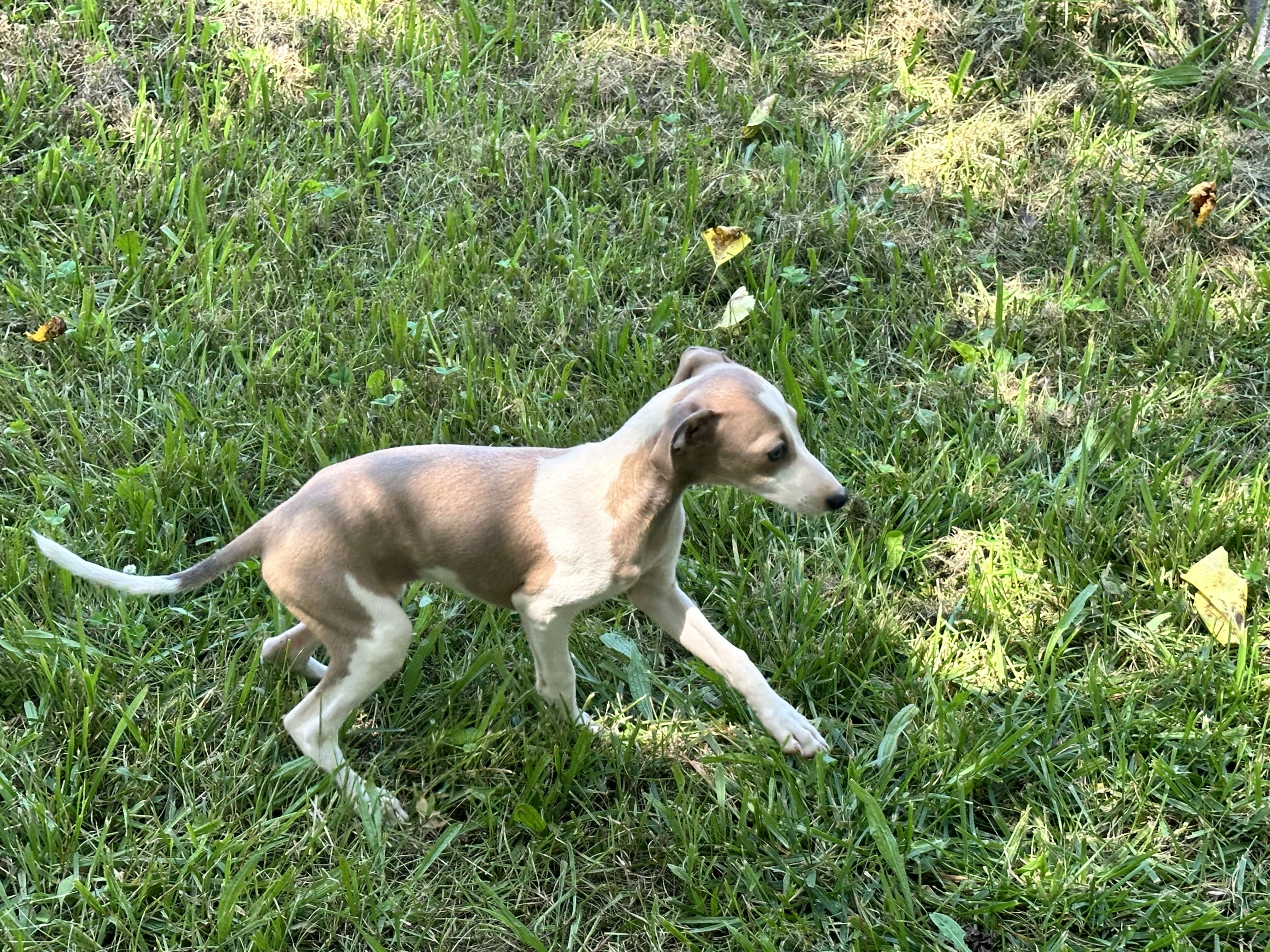 puppy, for, sale, Italian Greyhound, Kimberly  Dildine, dog, breeder, Willow Springs, MO, dog-breeder, puppy-for-sale, forsale, nearby, find, puppyfind, locator, puppylocator, aca