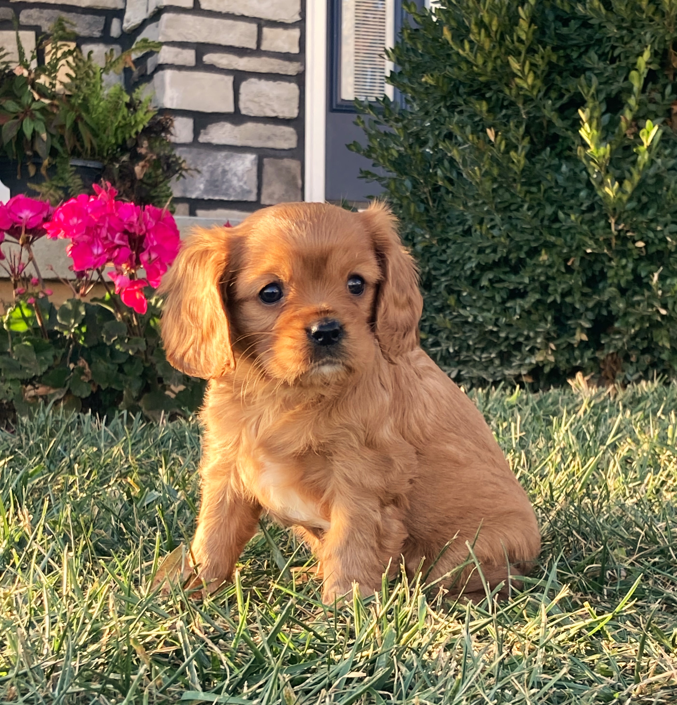 puppy, for, sale, Cavalier King Charles Spaniel,   Little Stream Estates LLC, dog, breeder, Lititz, PA, dog-breeder, puppy-for-sale, forsale, nearby, find, puppyfind, locator, puppylocator, aca