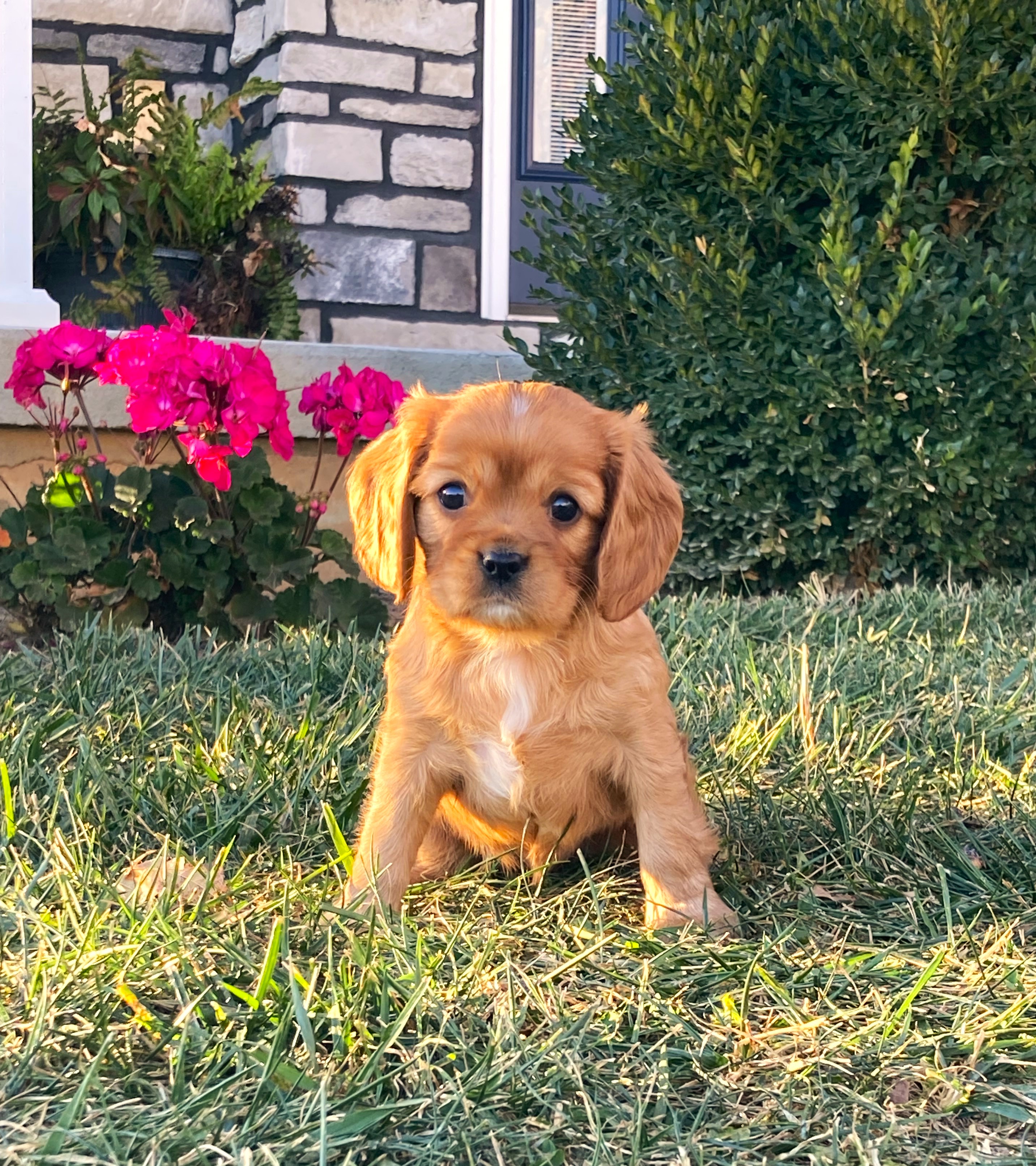 puppy, for, sale, Cavalier King Charles Spaniel,   Little Stream Estates LLC, dog, breeder, Lititz, PA, dog-breeder, puppy-for-sale, forsale, nearby, find, puppyfind, locator, puppylocator, aca