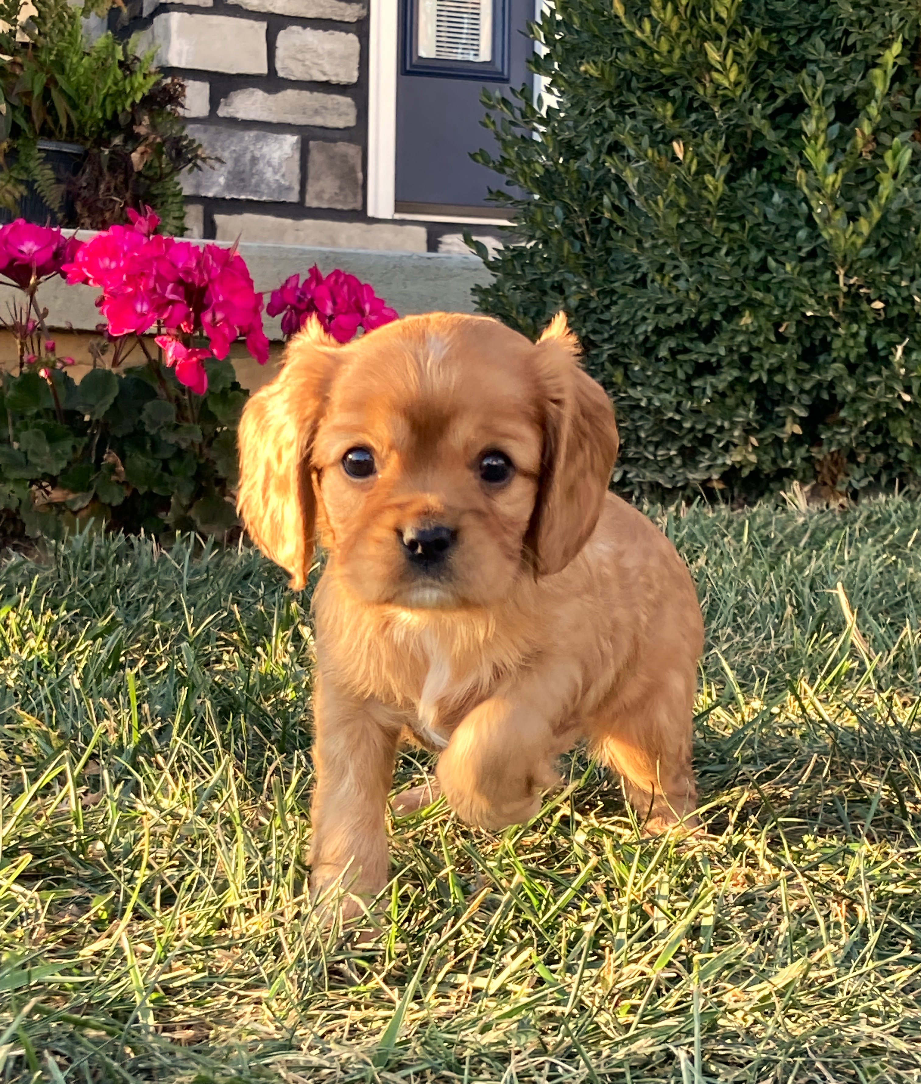 puppy, for, sale, Cavalier King Charles Spaniel,   Little Stream Estates LLC, dog, breeder, Lititz, PA, dog-breeder, puppy-for-sale, forsale, nearby, find, puppyfind, locator, puppylocator, aca