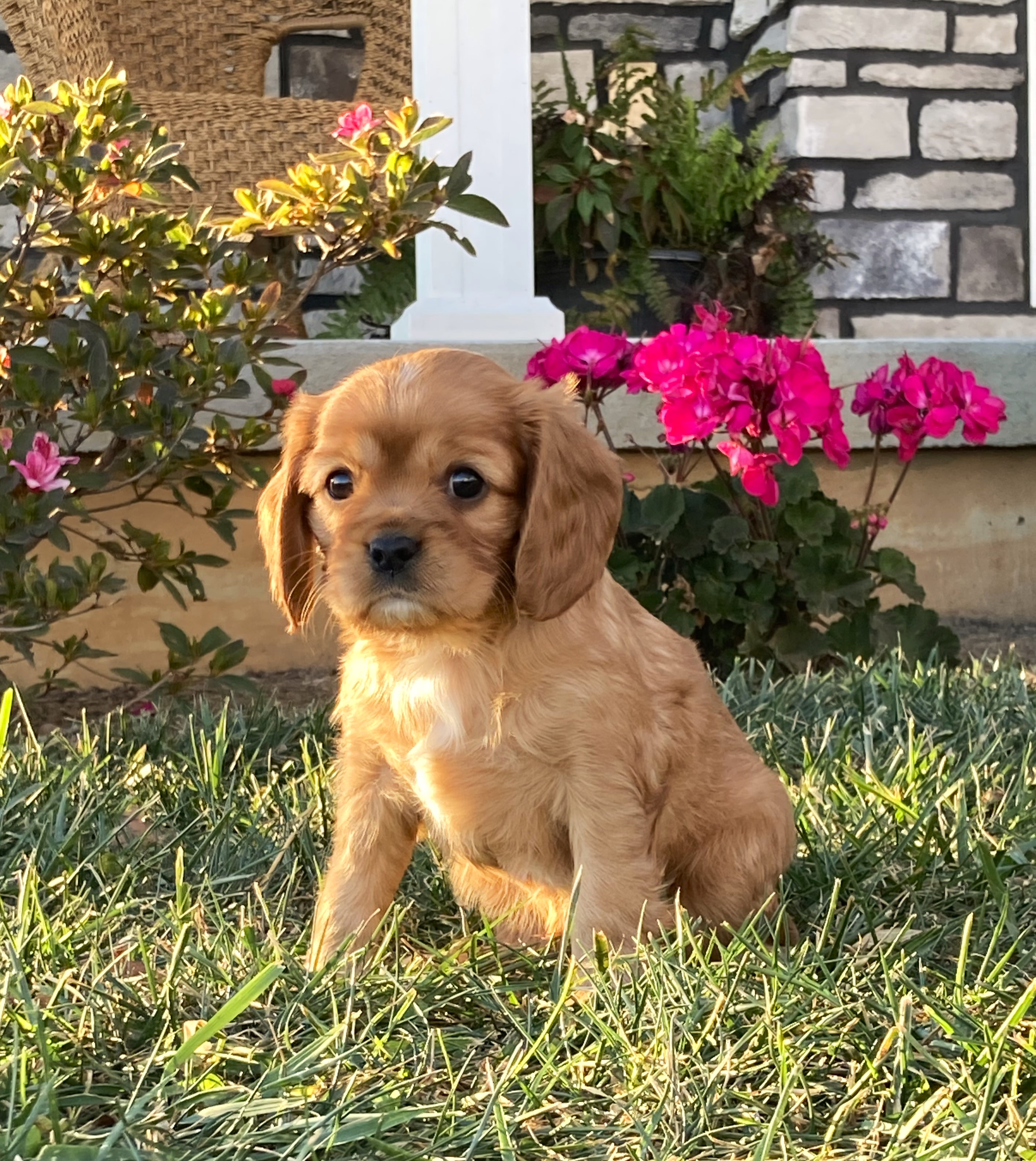 puppy, for, sale, Cavalier King Charles Spaniel,   Little Stream Estates LLC, dog, breeder, Lititz, PA, dog-breeder, puppy-for-sale, forsale, nearby, find, puppyfind, locator, puppylocator, aca