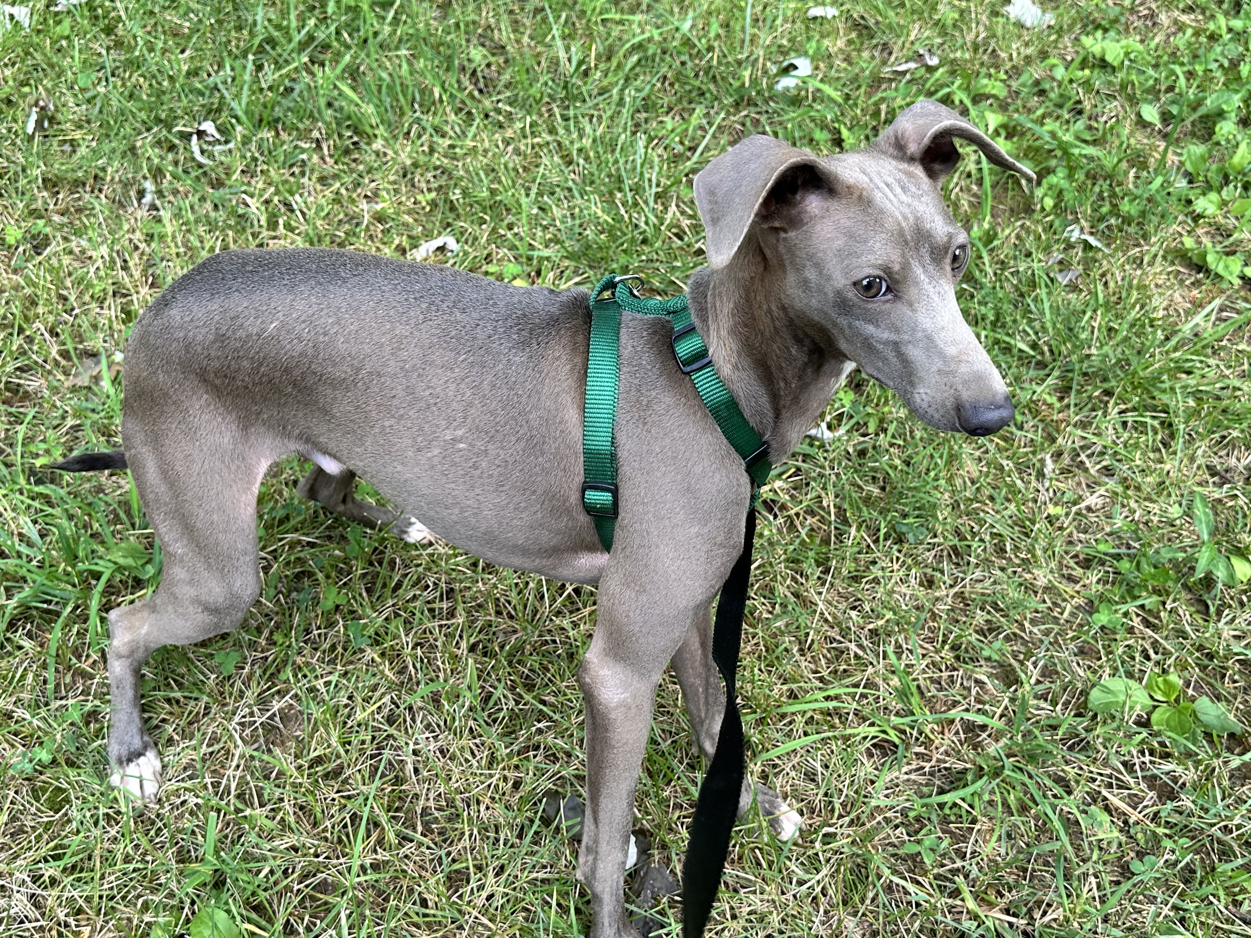 puppy, for, sale, Italian Greyhound, Kimberly  Dildine, dog, breeder, Willow Springs, MO, dog-breeder, puppy-for-sale, forsale, nearby, find, puppyfind, locator, puppylocator, aca