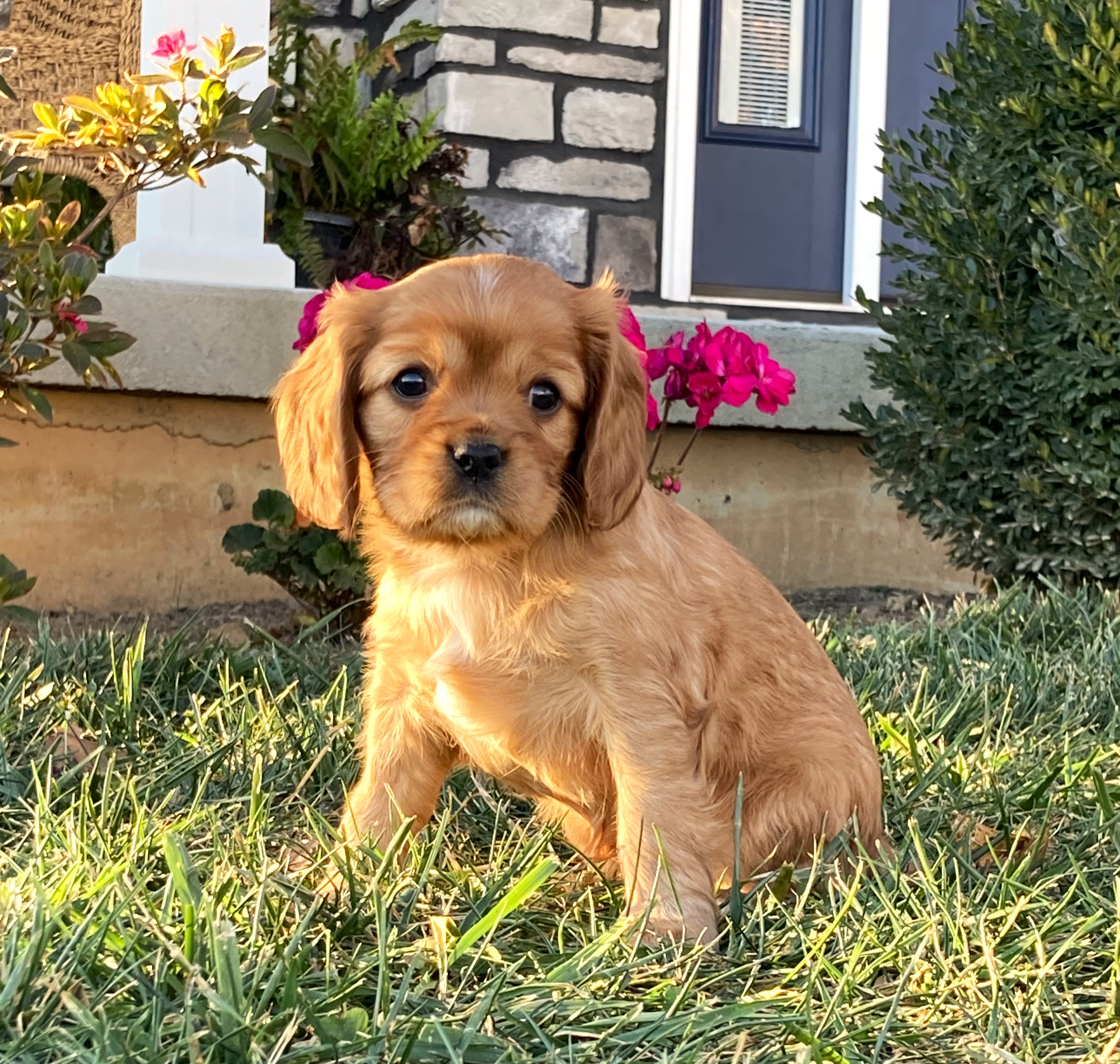 puppy, for, sale, Cavalier King Charles Spaniel,   Little Stream Estates LLC, dog, breeder, Lititz, PA, dog-breeder, puppy-for-sale, forsale, nearby, find, puppyfind, locator, puppylocator, aca