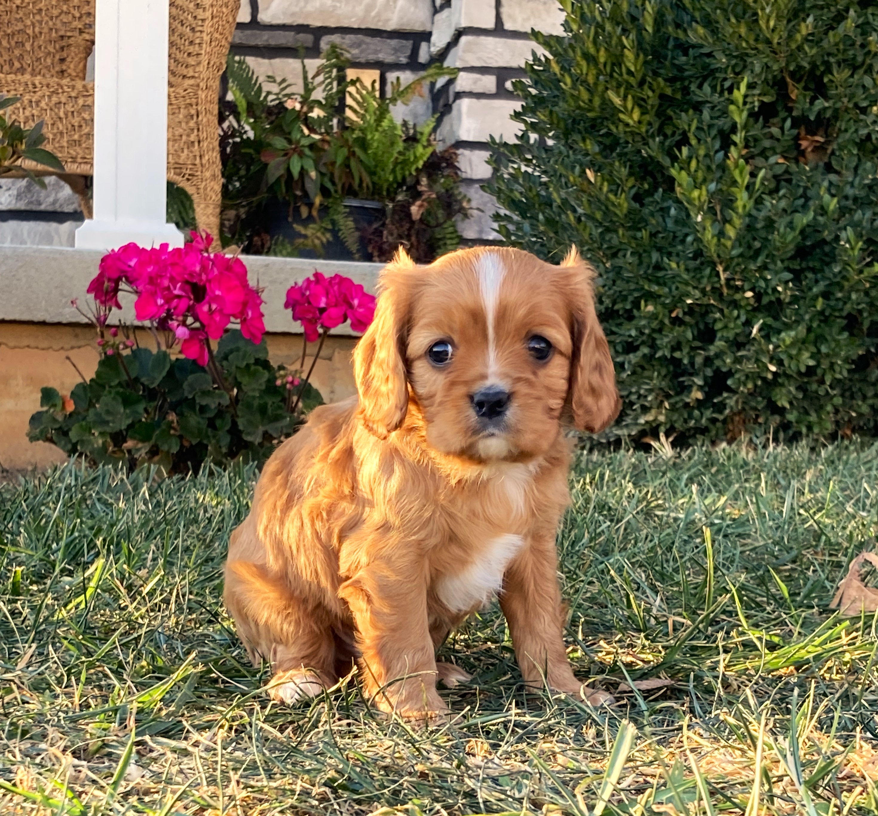 puppy, for, sale, Cavalier King Charles Spaniel,   Little Stream Estates LLC, dog, breeder, Lititz, PA, dog-breeder, puppy-for-sale, forsale, nearby, find, puppyfind, locator, puppylocator, aca