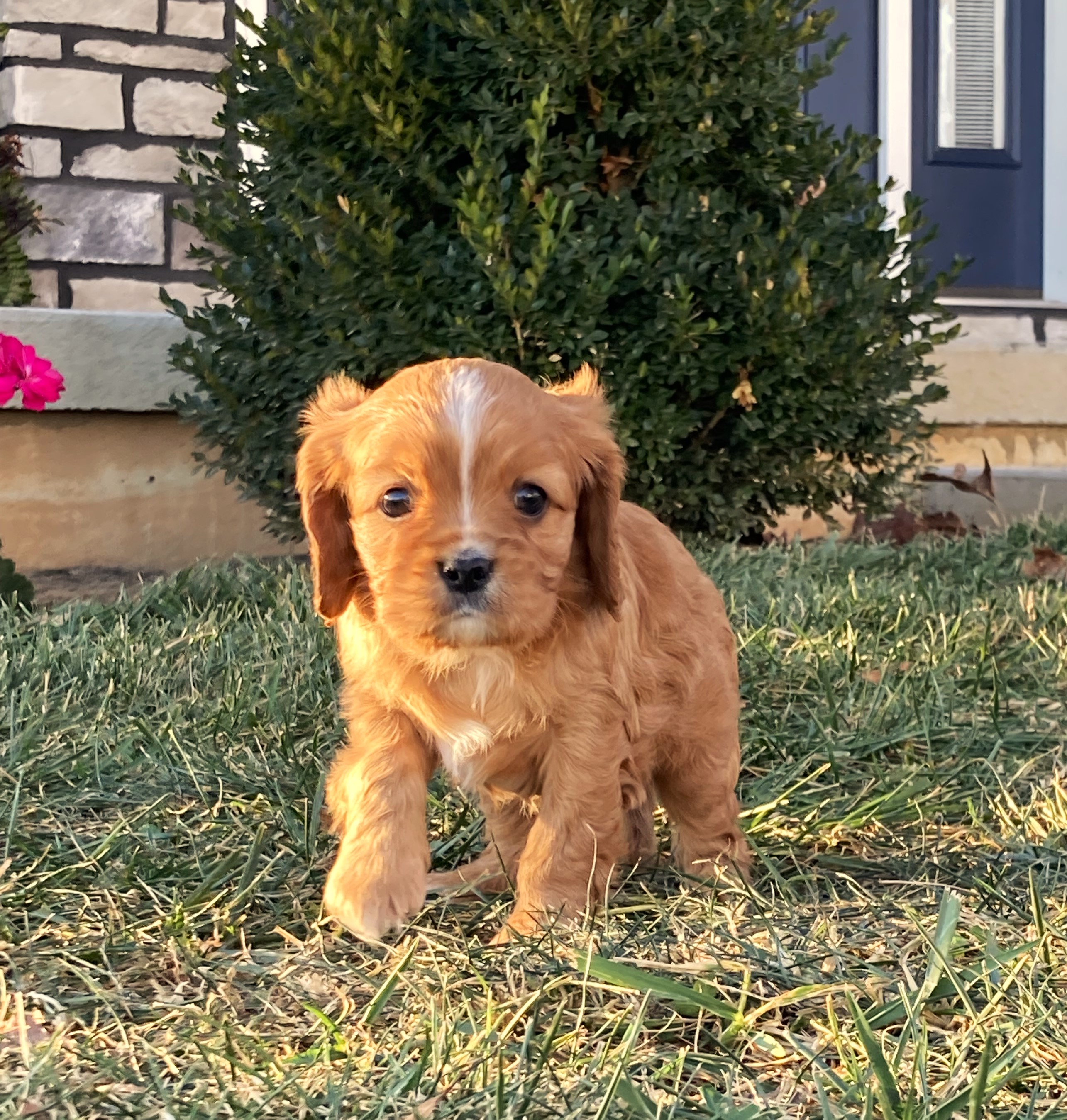 puppy, for, sale, Cavalier King Charles Spaniel,   Little Stream Estates LLC, dog, breeder, Lititz, PA, dog-breeder, puppy-for-sale, forsale, nearby, find, puppyfind, locator, puppylocator, aca