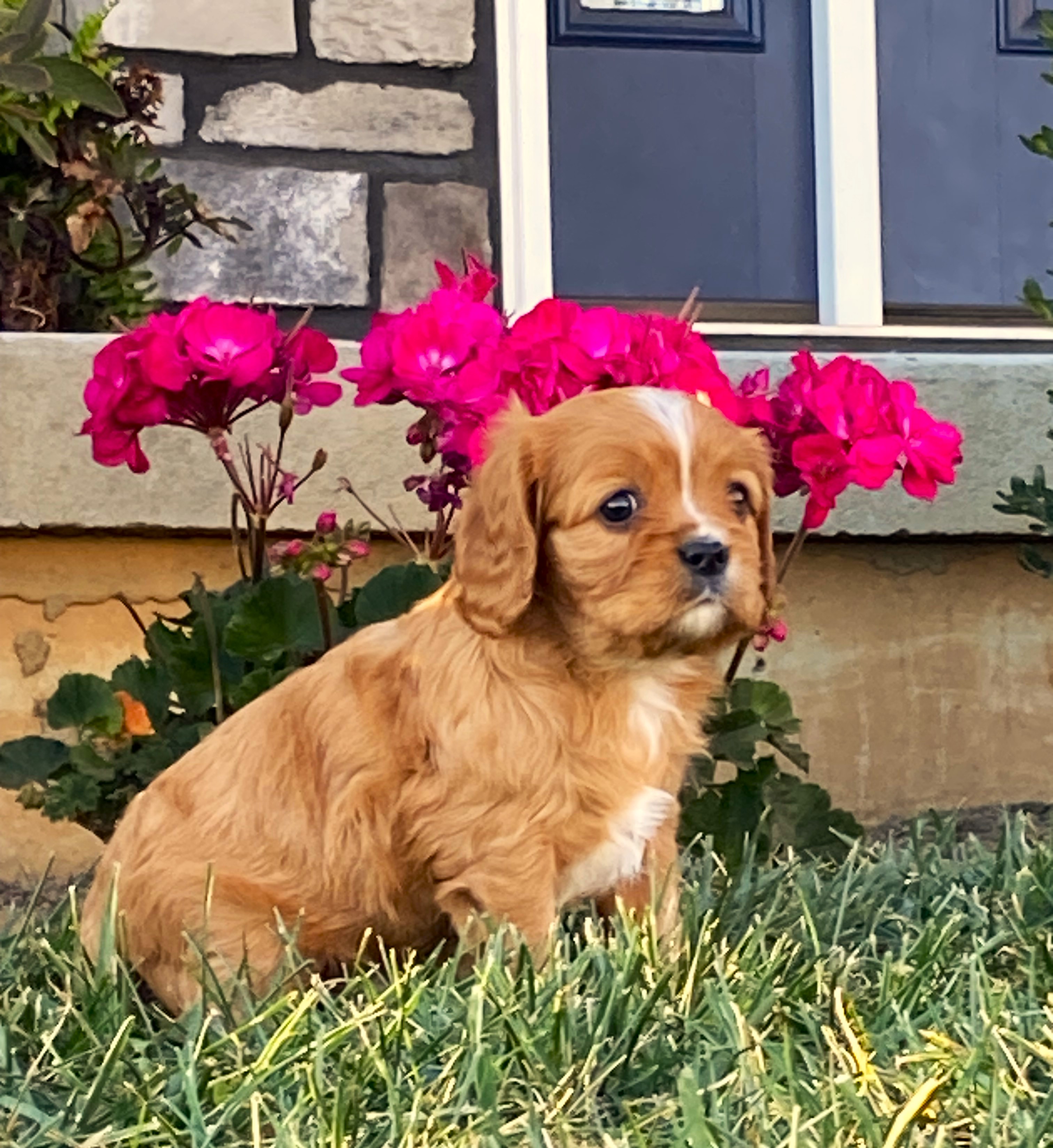 puppy, for, sale, Cavalier King Charles Spaniel,   Little Stream Estates LLC, dog, breeder, Lititz, PA, dog-breeder, puppy-for-sale, forsale, nearby, find, puppyfind, locator, puppylocator, aca