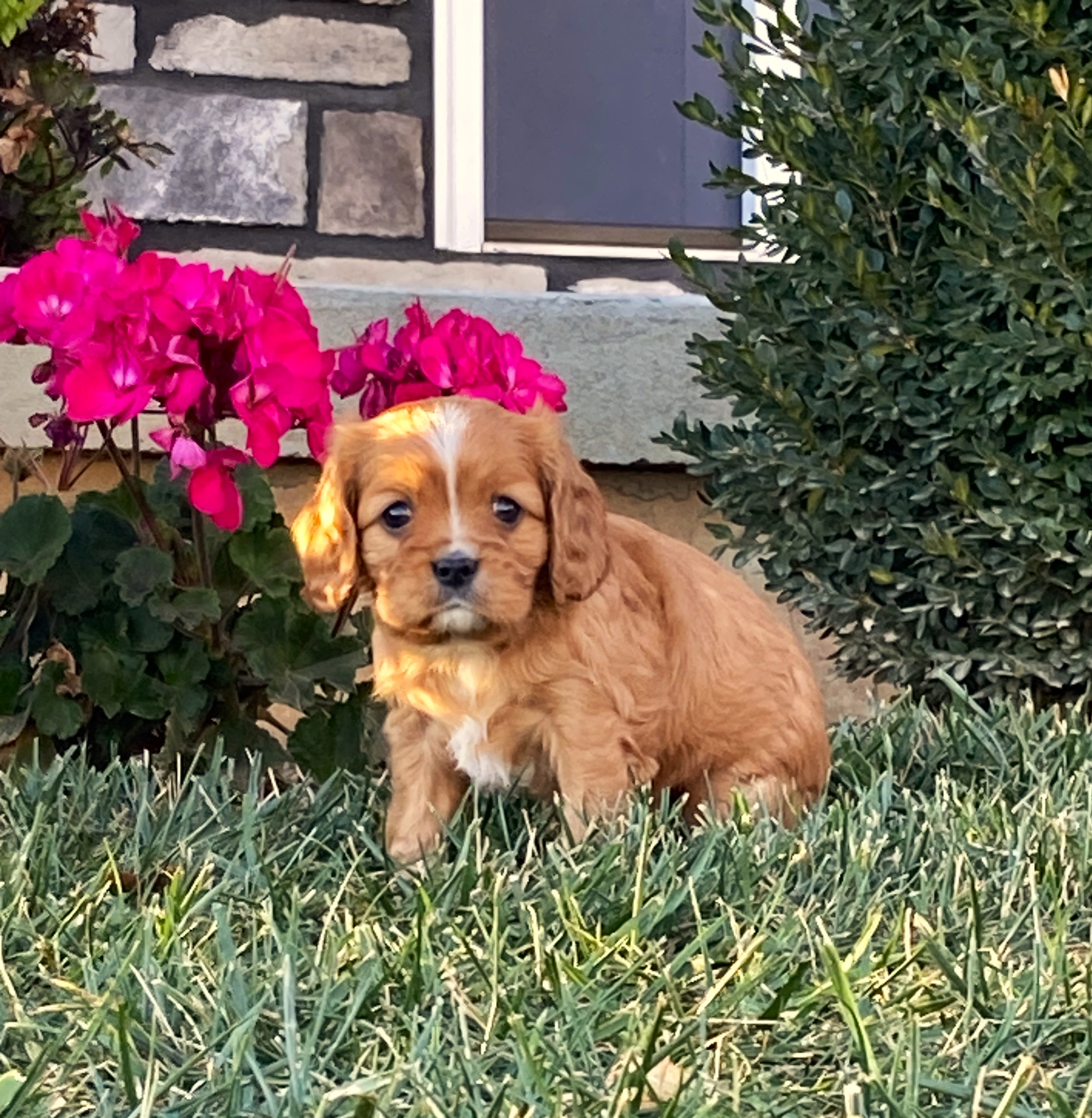 puppy, for, sale, Cavalier King Charles Spaniel,   Little Stream Estates LLC, dog, breeder, Lititz, PA, dog-breeder, puppy-for-sale, forsale, nearby, find, puppyfind, locator, puppylocator, aca