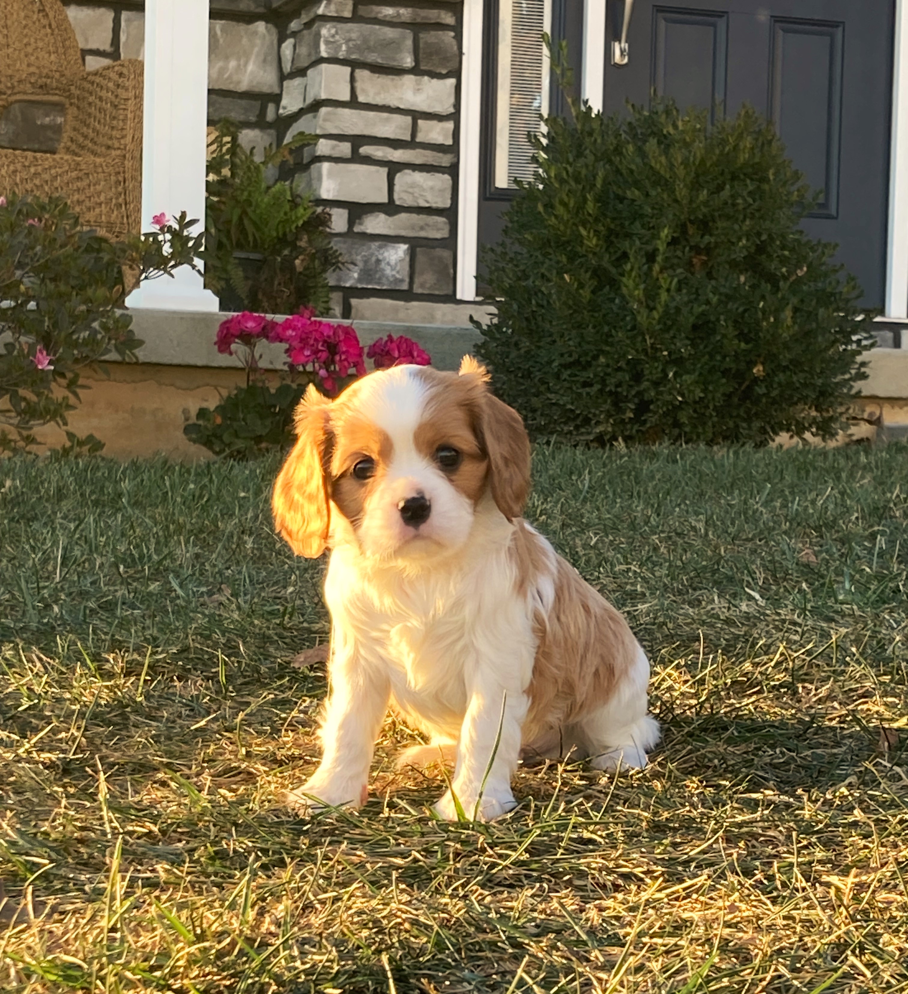 puppy, for, sale, Cavalier King Charles Spaniel,   Little Stream Estates LLC, dog, breeder, Lititz, PA, dog-breeder, puppy-for-sale, forsale, nearby, find, puppyfind, locator, puppylocator, aca