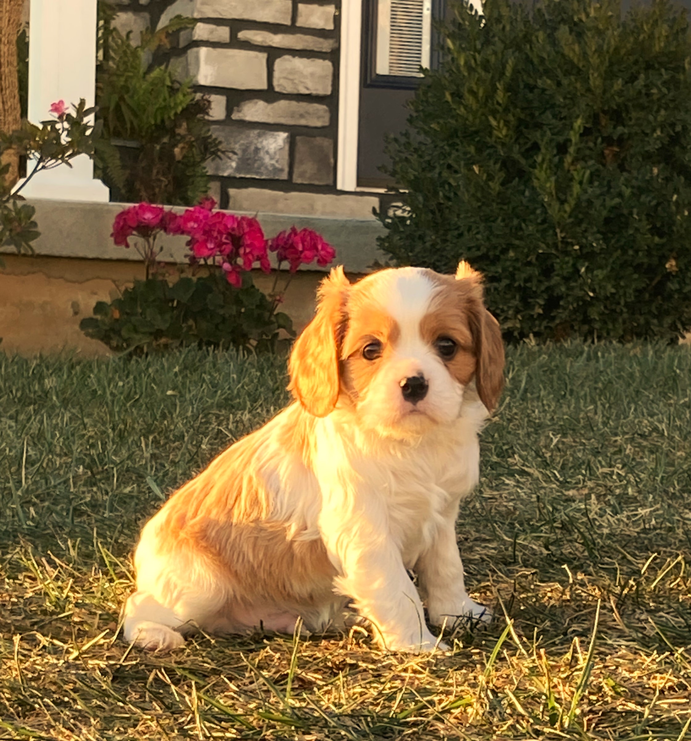 puppy, for, sale, Cavalier King Charles Spaniel,   Little Stream Estates LLC, dog, breeder, Lititz, PA, dog-breeder, puppy-for-sale, forsale, nearby, find, puppyfind, locator, puppylocator, aca