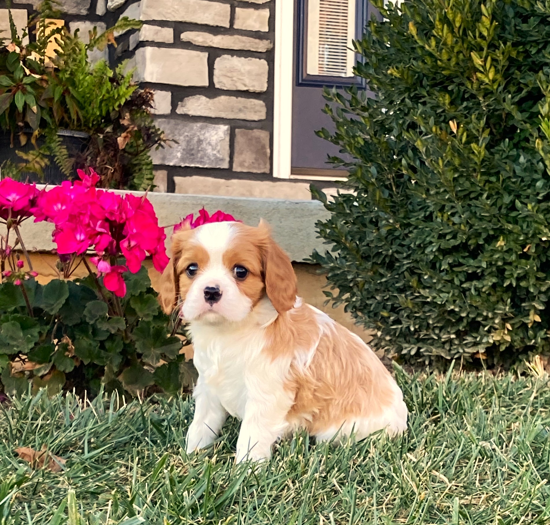 puppy, for, sale, Cavalier King Charles Spaniel,   Little Stream Estates LLC, dog, breeder, Lititz, PA, dog-breeder, puppy-for-sale, forsale, nearby, find, puppyfind, locator, puppylocator, aca