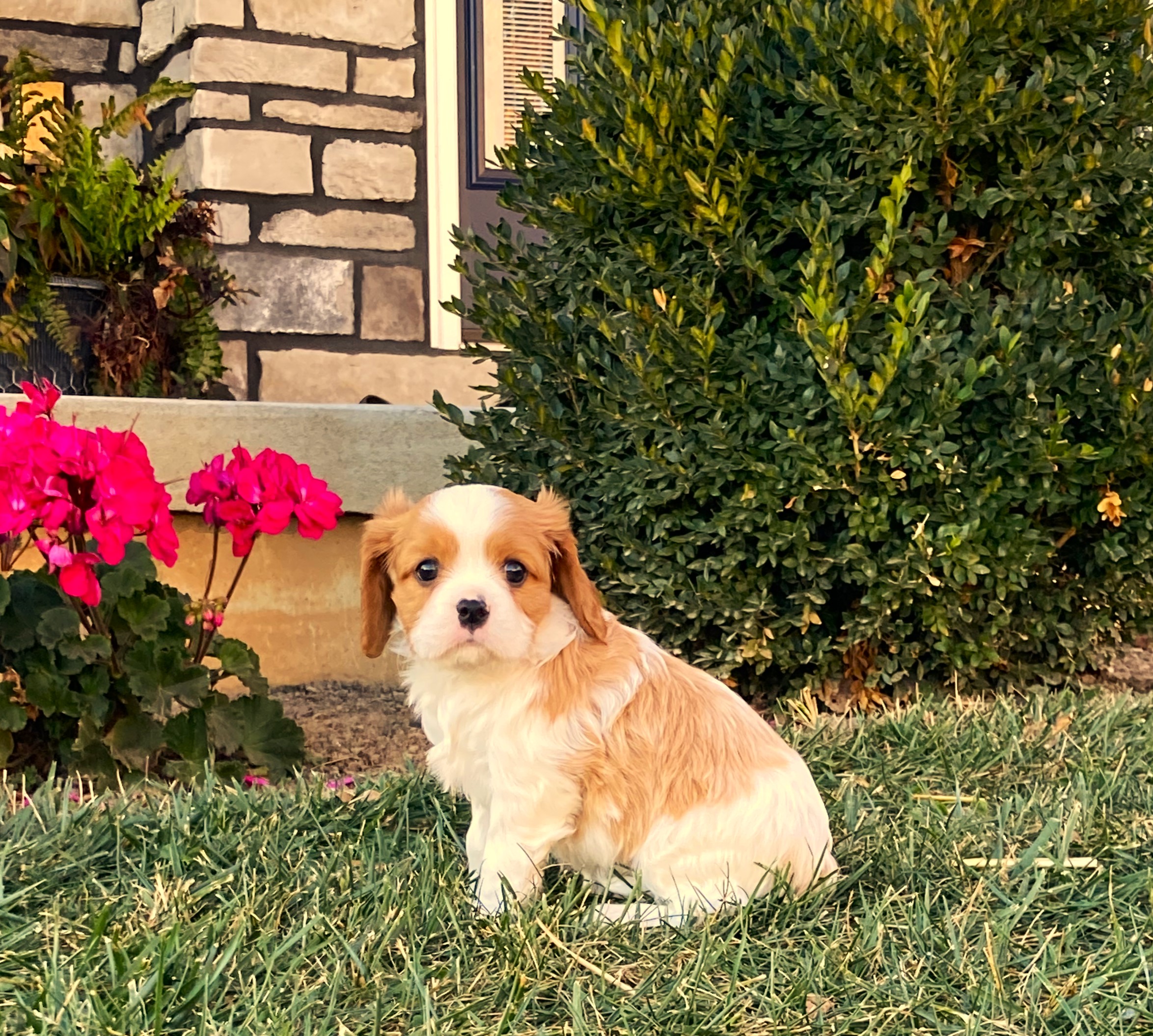 puppy, for, sale, Cavalier King Charles Spaniel,   Little Stream Estates LLC, dog, breeder, Lititz, PA, dog-breeder, puppy-for-sale, forsale, nearby, find, puppyfind, locator, puppylocator, aca