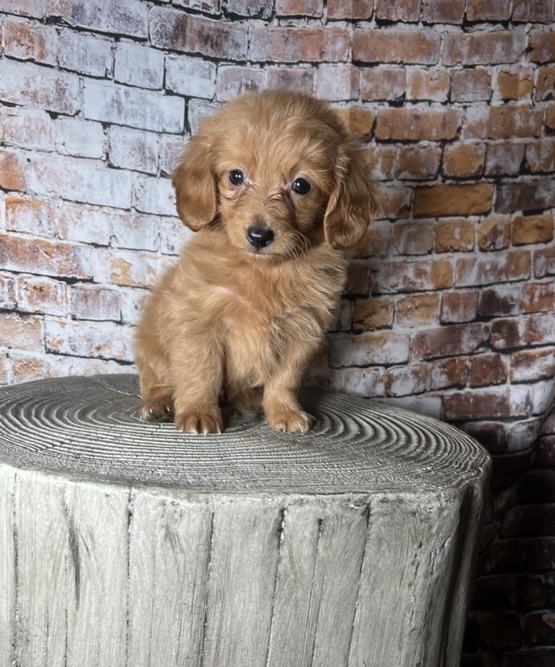 puppy, for, sale, Mini Golden Doodle F1B, Nationwide Puppies  , dog, breeder, New York, NY, dog-breeder, puppy-for-sale, forsale, nearby, find, puppyfind, locator, puppylocator, aca