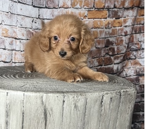 puppy, for, sale, Mini Golden Doodle F1B, Nationwide Puppies  , dog, breeder, New York, NY, dog-breeder, puppy-for-sale, forsale, nearby, find, puppyfind, locator, puppylocator, aca