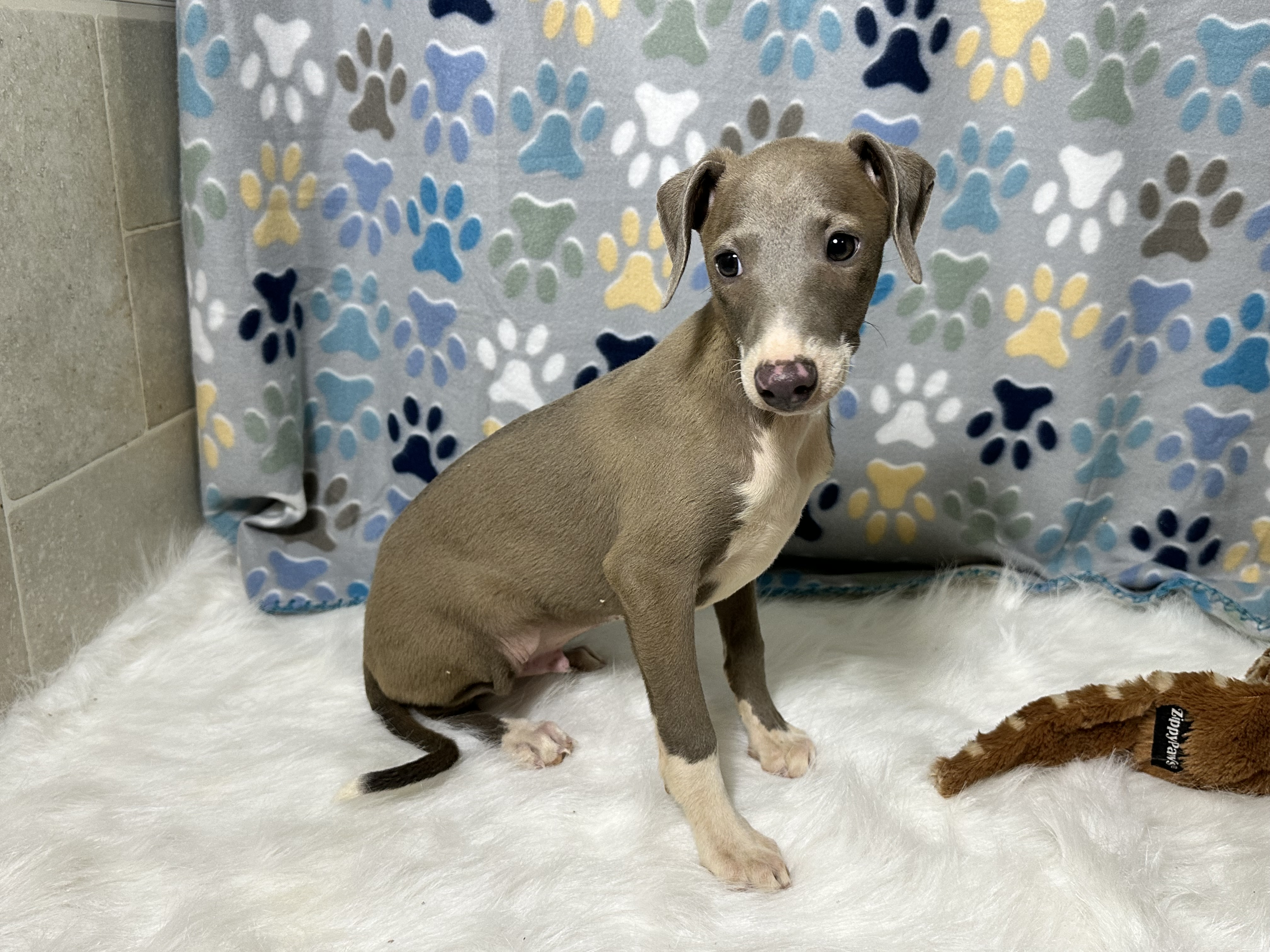 puppy, for, sale, Italian Greyhound, Kimberly  Dildine, dog, breeder, Willow Springs, MO, dog-breeder, puppy-for-sale, forsale, nearby, find, puppyfind, locator, puppylocator, aca