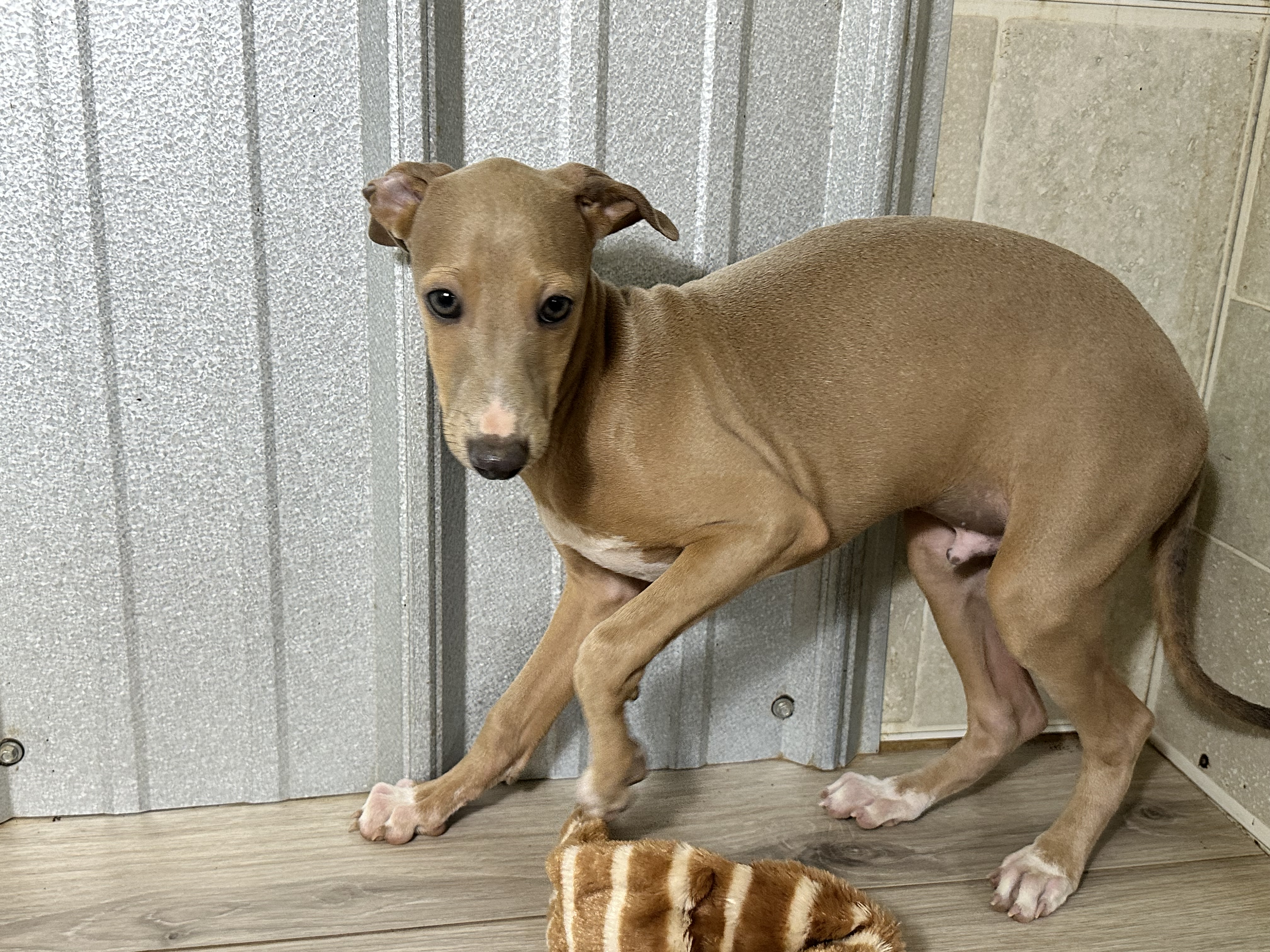 puppy, for, sale, Italian Greyhound, Kimberly  Dildine, dog, breeder, Willow Springs, MO, dog-breeder, puppy-for-sale, forsale, nearby, find, puppyfind, locator, puppylocator, aca