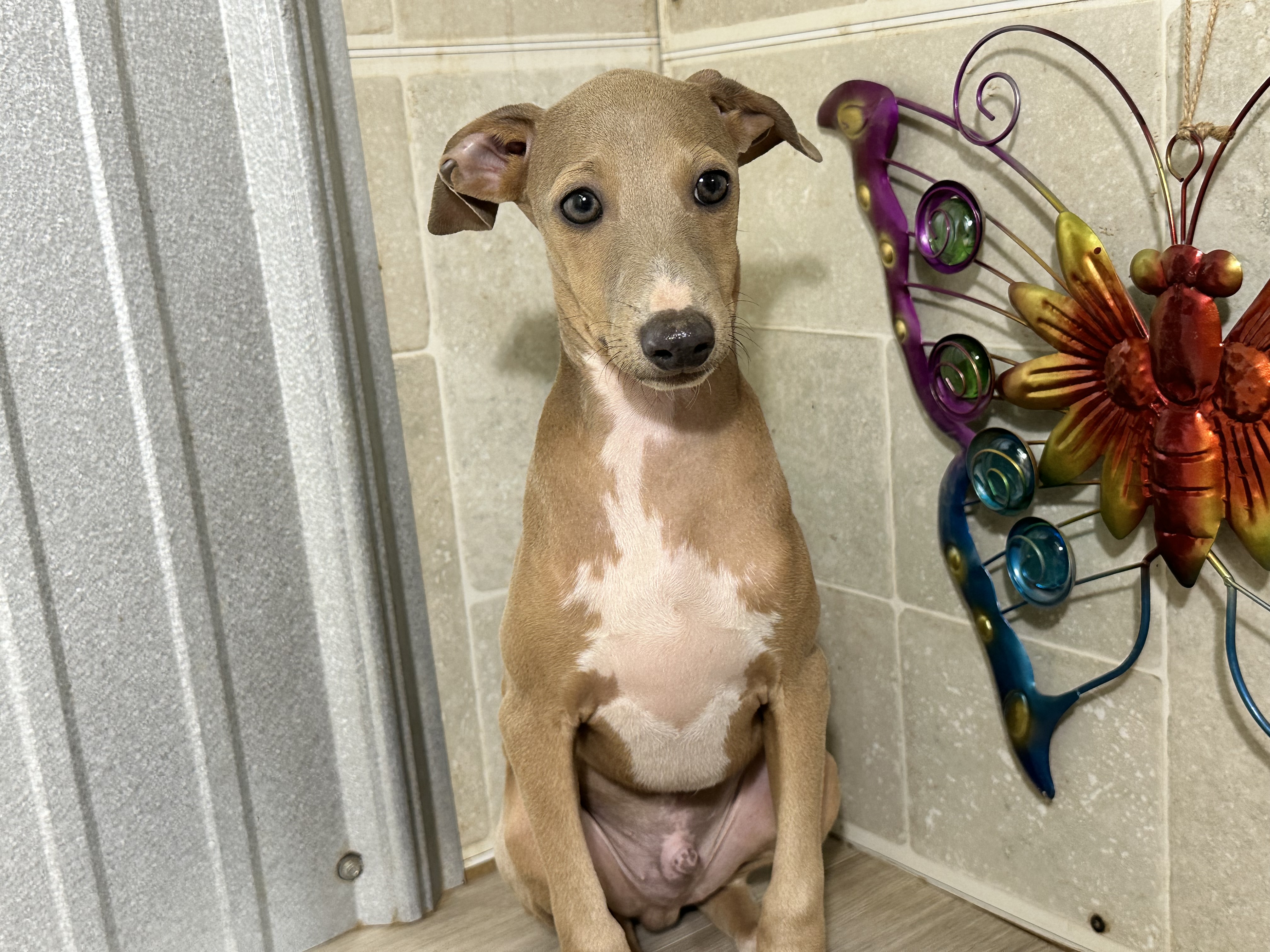 puppy, for, sale, Italian Greyhound, Kimberly  Dildine, dog, breeder, Willow Springs, MO, dog-breeder, puppy-for-sale, forsale, nearby, find, puppyfind, locator, puppylocator, aca