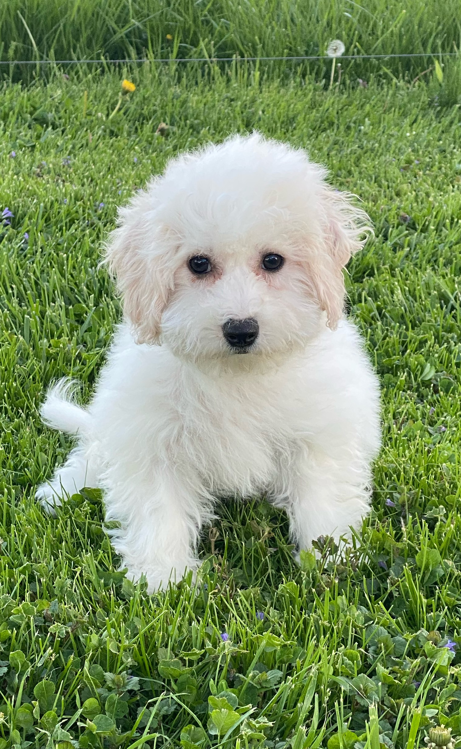 puppy, for, sale, Bichon Frise, Curtis  Martin, dog, breeder, Seneca Falls, NY, dog-breeder, puppy-for-sale, forsale, nearby, find, puppyfind, locator, puppylocator, aca