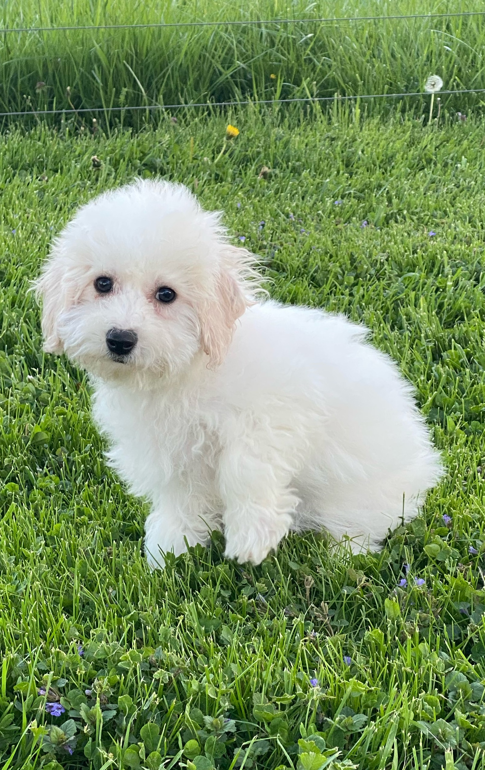 puppy, for, sale, Bichon Frise, Curtis  Martin, dog, breeder, Seneca Falls, NY, dog-breeder, puppy-for-sale, forsale, nearby, find, puppyfind, locator, puppylocator, aca