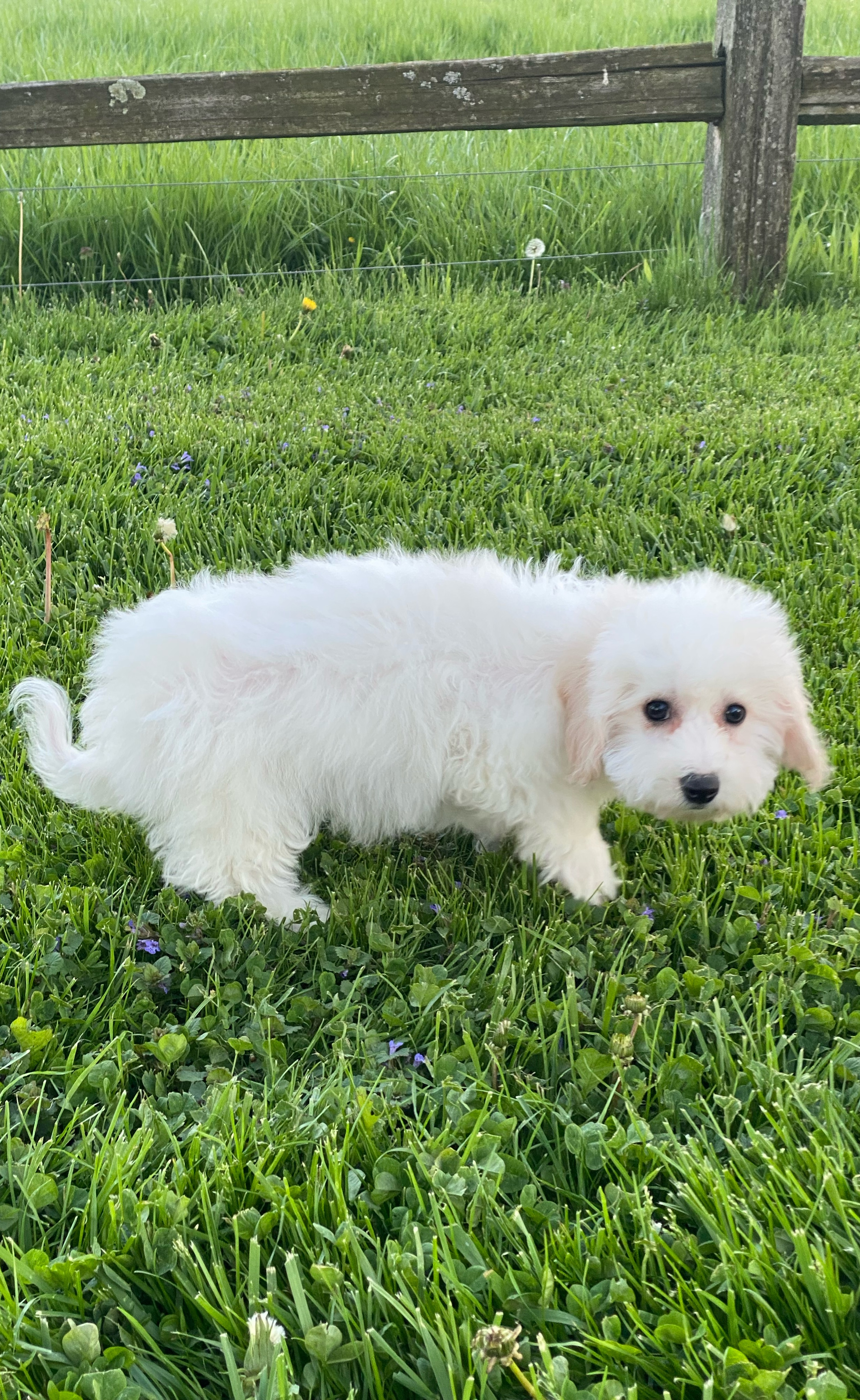 puppy, for, sale, Bichon Frise, Curtis  Martin, dog, breeder, Seneca Falls, NY, dog-breeder, puppy-for-sale, forsale, nearby, find, puppyfind, locator, puppylocator, aca