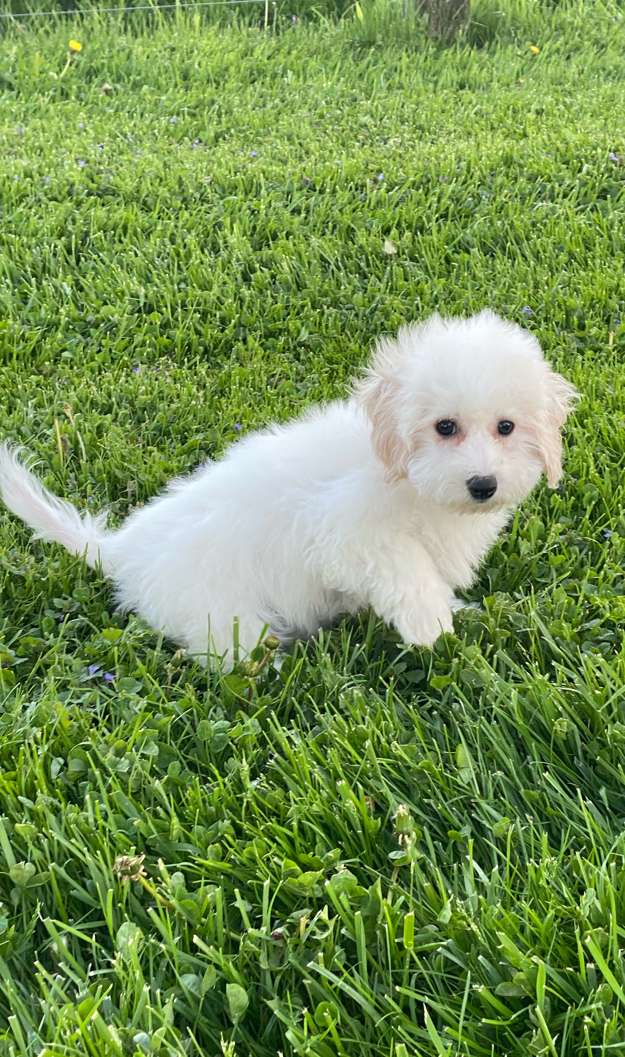 puppy, for, sale, Bichon Frise, Curtis  Martin, dog, breeder, Seneca Falls, NY, dog-breeder, puppy-for-sale, forsale, nearby, find, puppyfind, locator, puppylocator, aca