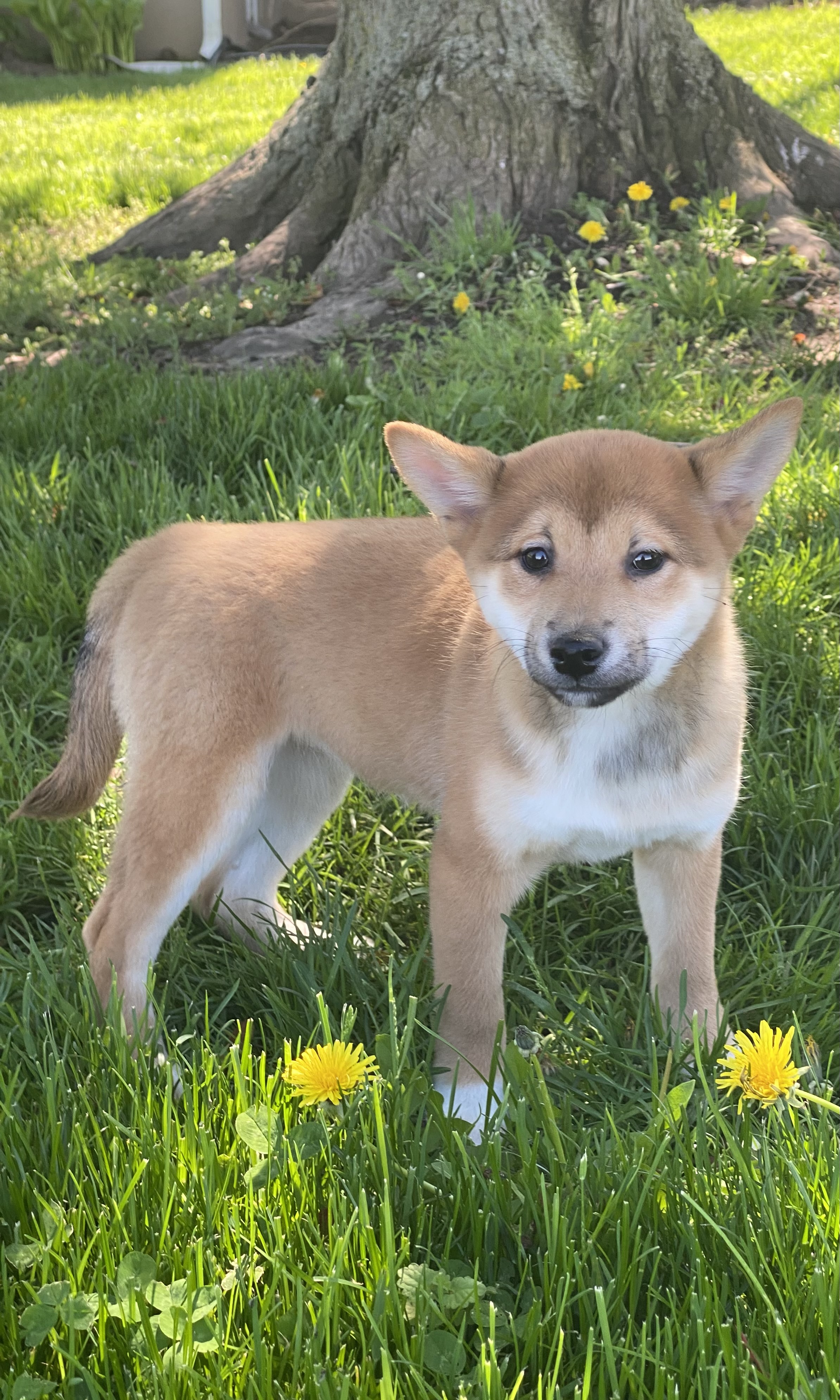 puppy, for, sale, Shiba Inu, Curtis  Martin, dog, breeder, Seneca Falls, NY, dog-breeder, puppy-for-sale, forsale, nearby, find, puppyfind, locator, puppylocator, aca