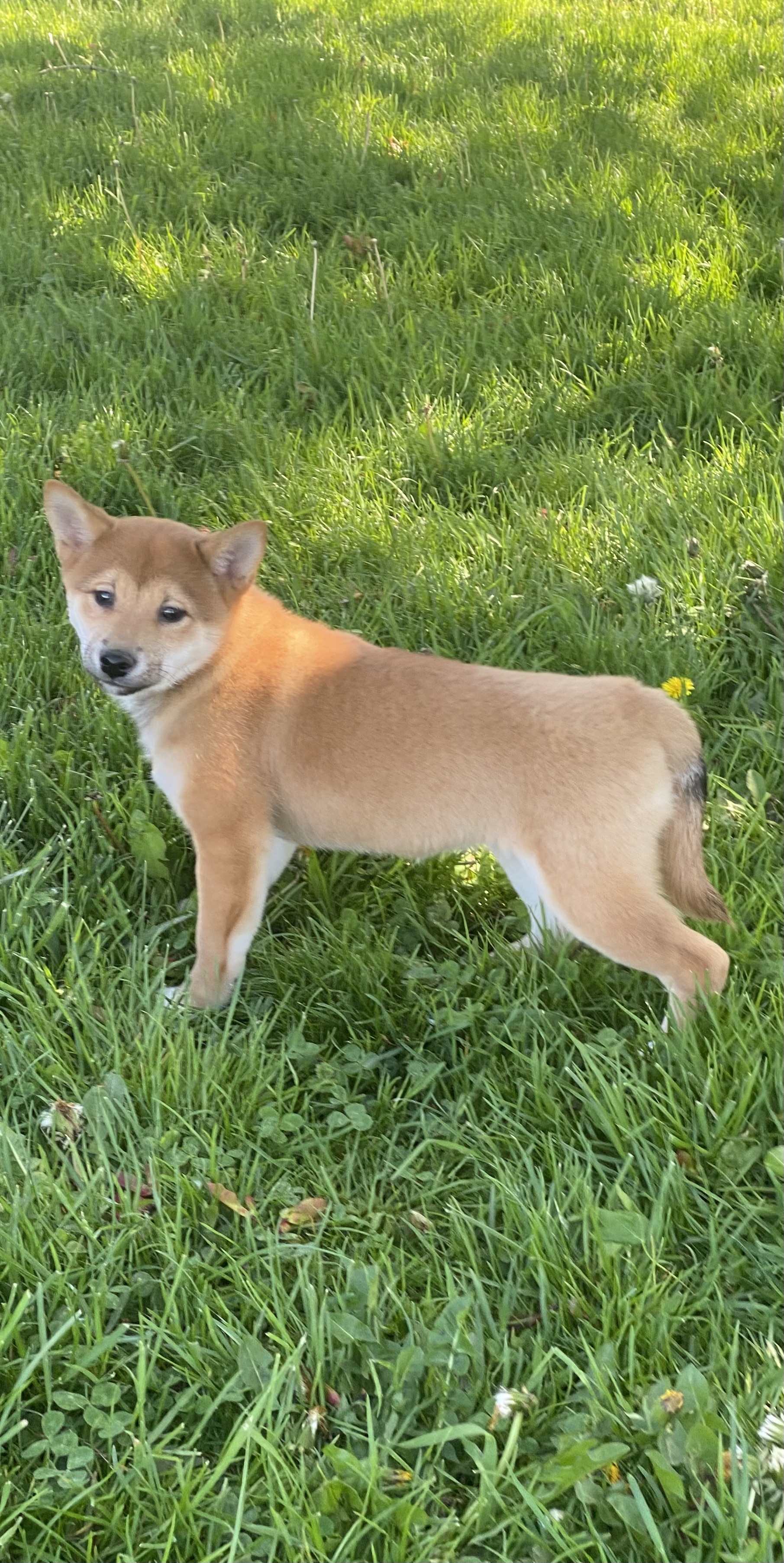 puppy, for, sale, Shiba Inu, Curtis  Martin, dog, breeder, Seneca Falls, NY, dog-breeder, puppy-for-sale, forsale, nearby, find, puppyfind, locator, puppylocator, aca