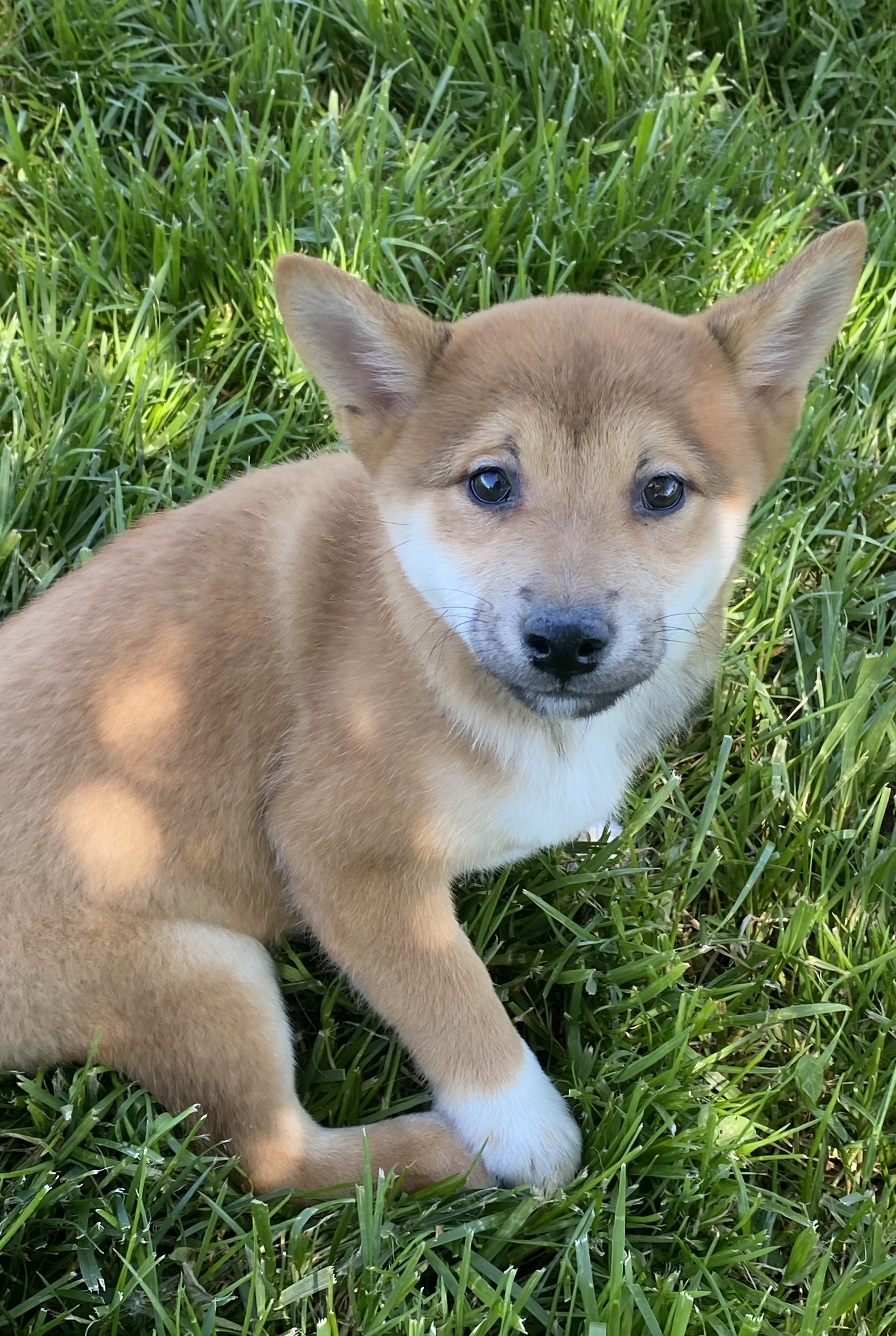 puppy, for, sale, Shiba Inu, Curtis  Martin, dog, breeder, Seneca Falls, NY, dog-breeder, puppy-for-sale, forsale, nearby, find, puppyfind, locator, puppylocator, aca