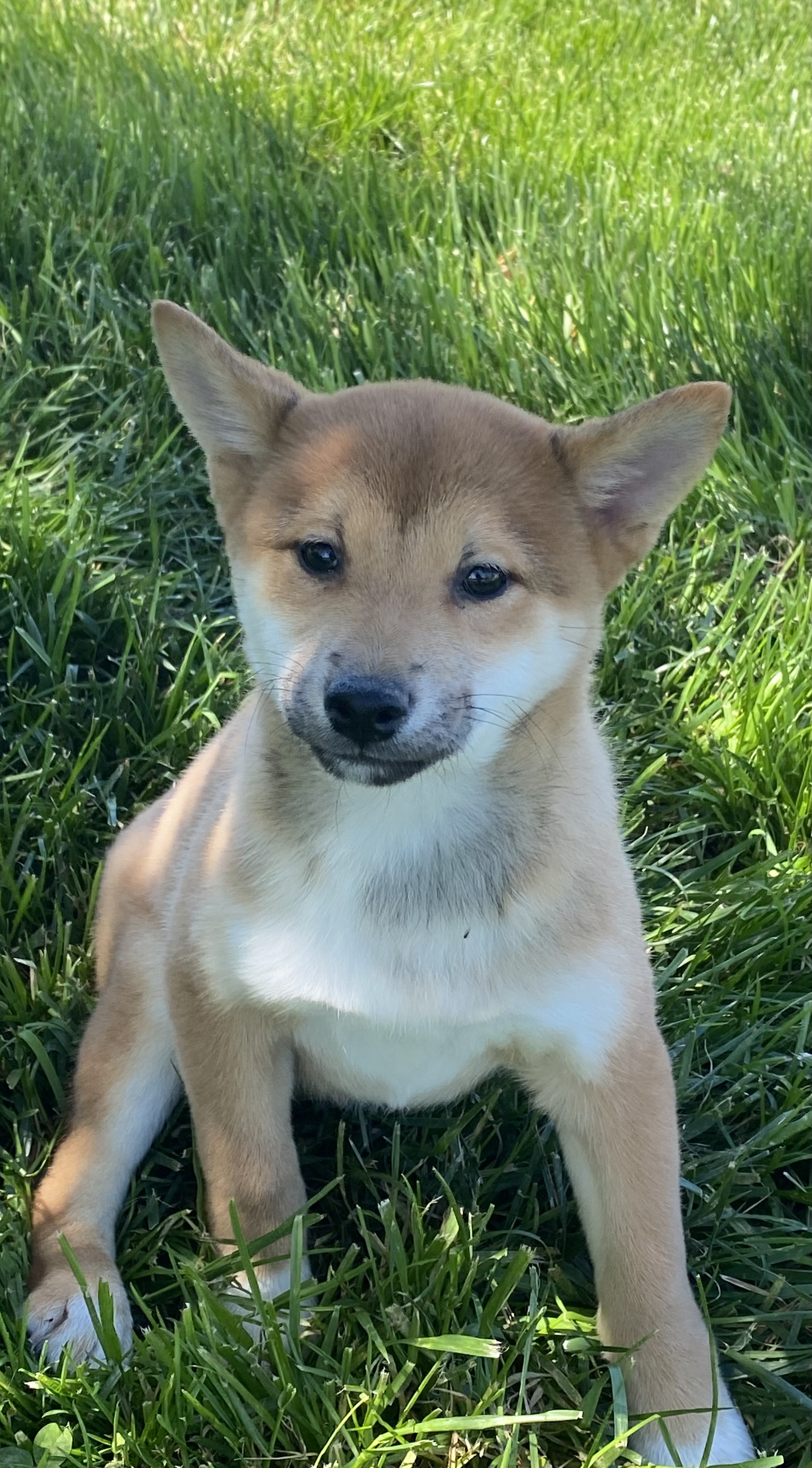 puppy, for, sale, Shiba Inu, Curtis  Martin, dog, breeder, Seneca Falls, NY, dog-breeder, puppy-for-sale, forsale, nearby, find, puppyfind, locator, puppylocator, aca