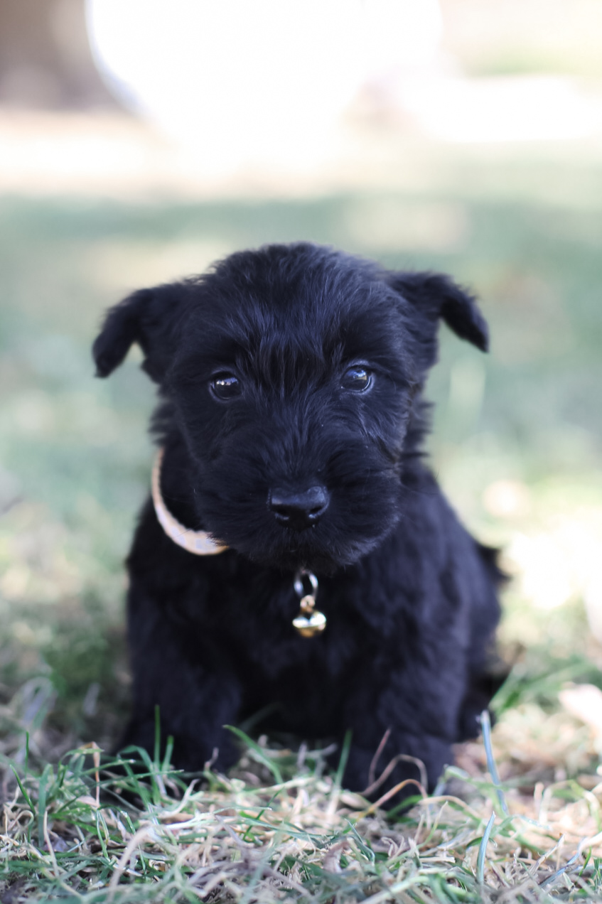 puppy, for, sale, Scottish Terrier, Kerek & Marisa  Martin, dog, breeder, Mount Joy, PA, dog-breeder, puppy-for-sale, forsale, nearby, find, puppyfind, locator, puppylocator, aca