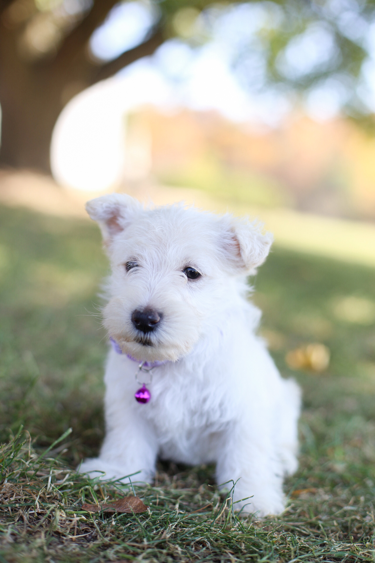 puppy, for, sale, Scottish Terrier, Kerek & Marisa  Martin, dog, breeder, Mount Joy, PA, dog-breeder, puppy-for-sale, forsale, nearby, find, puppyfind, locator, puppylocator, aca