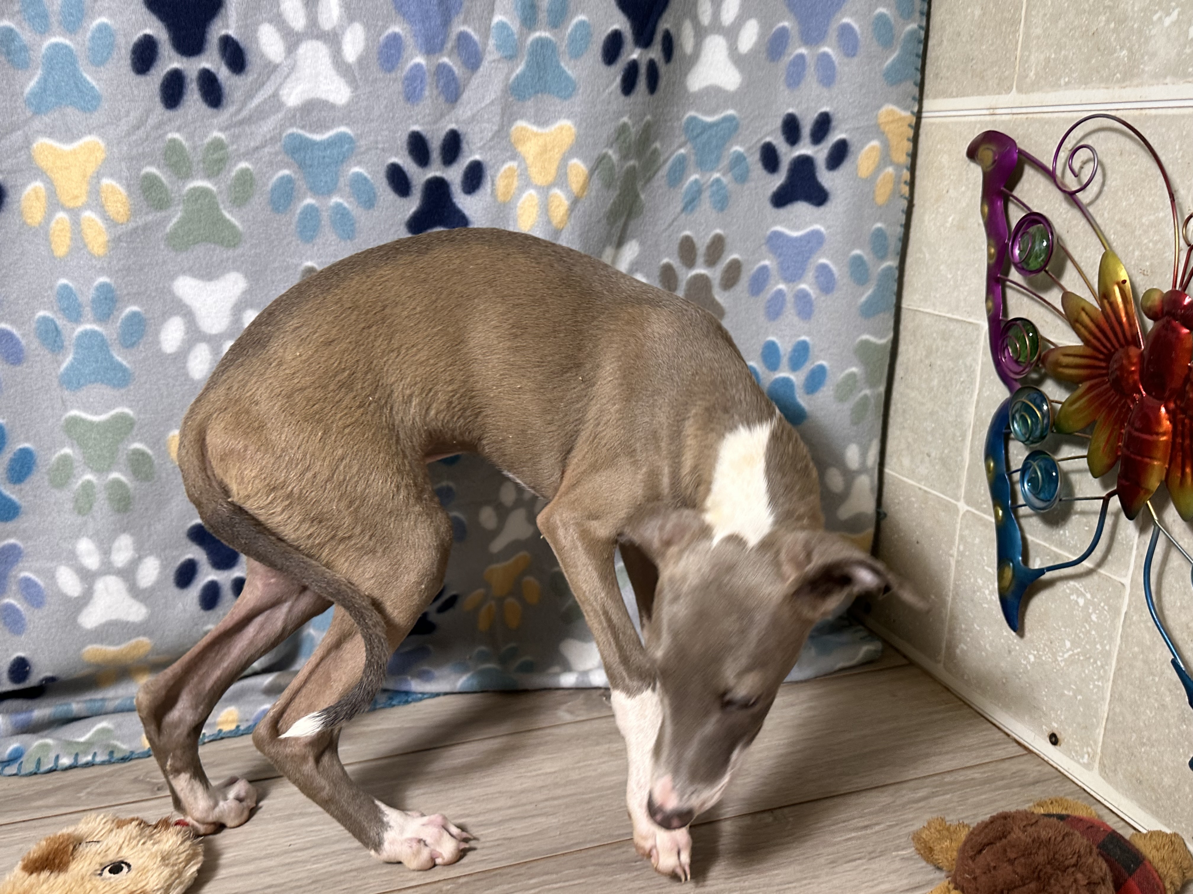 puppy, for, sale, Italian Greyhound, Kimberly  Dildine, dog, breeder, Willow Springs, MO, dog-breeder, puppy-for-sale, forsale, nearby, find, puppyfind, locator, puppylocator, aca