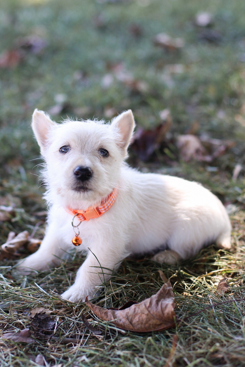 puppy, for, sale, Scottish Terrier, Kerek & Marisa  Martin, dog, breeder, Mount Joy, PA, dog-breeder, puppy-for-sale, forsale, nearby, find, puppyfind, locator, puppylocator, aca