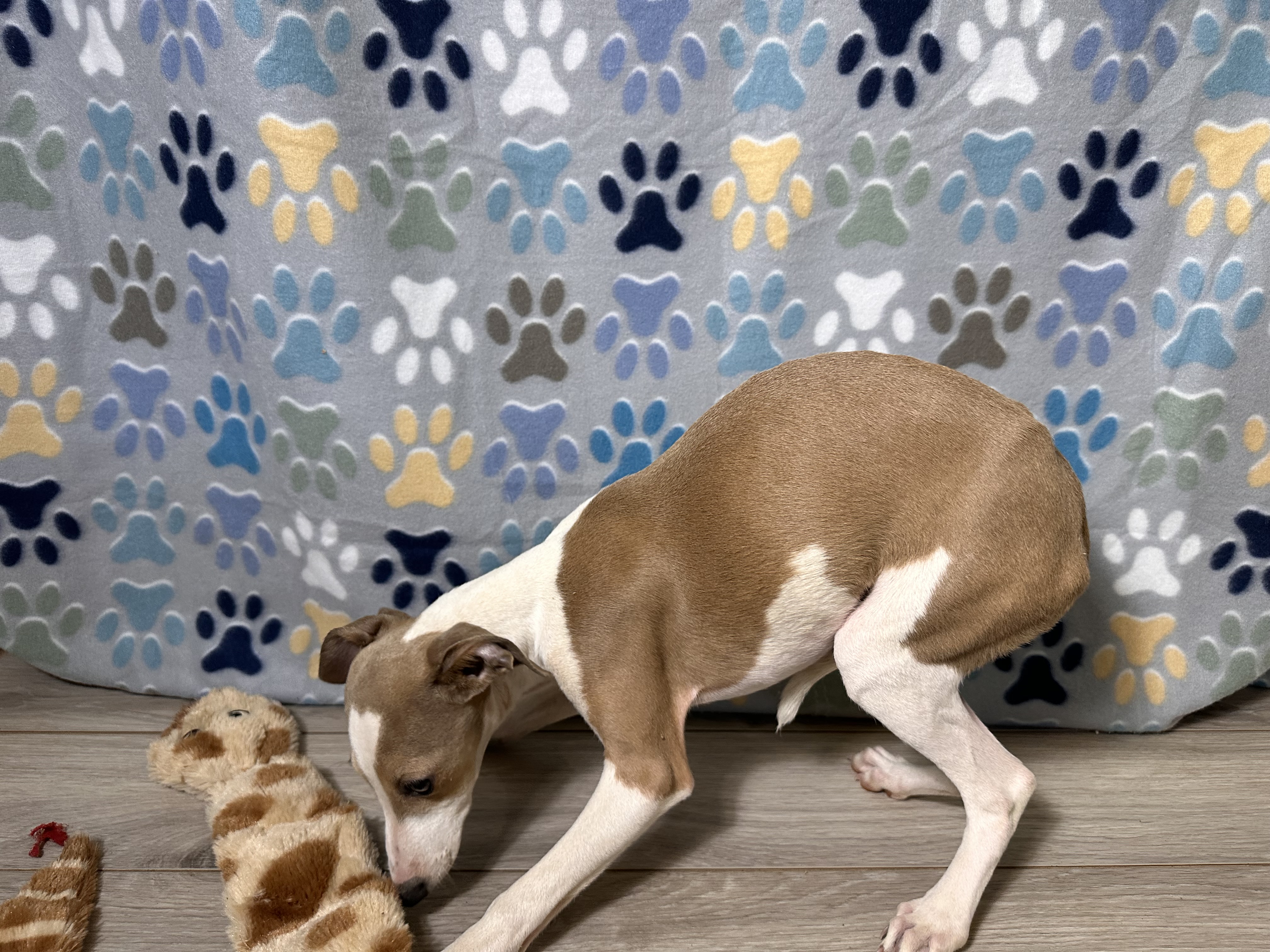 puppy, for, sale, Italian Greyhound, Kimberly  Dildine, dog, breeder, Willow Springs, MO, dog-breeder, puppy-for-sale, forsale, nearby, find, puppyfind, locator, puppylocator, aca