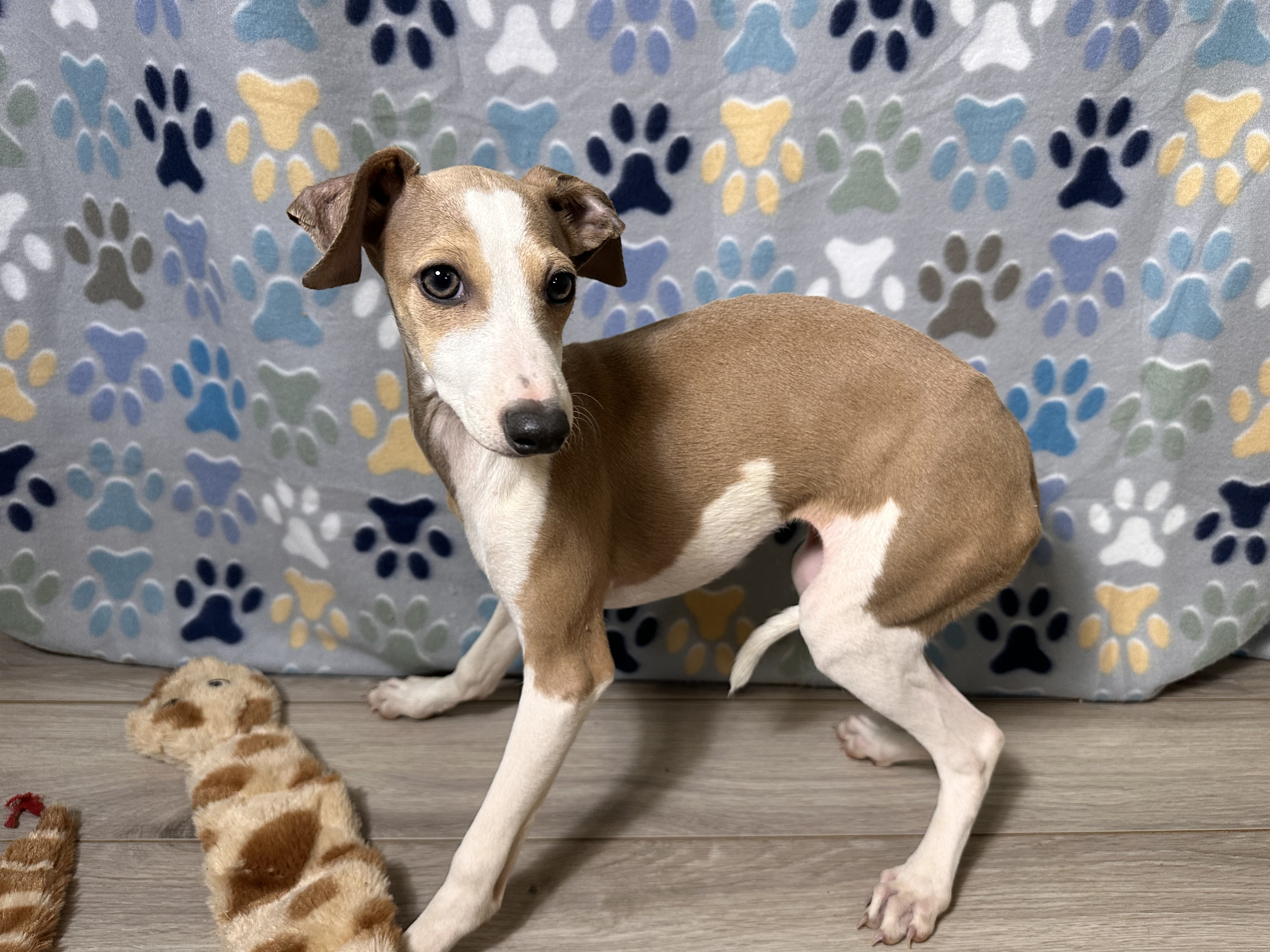 puppy, for, sale, Italian Greyhound, Kimberly  Dildine, dog, breeder, Willow Springs, MO, dog-breeder, puppy-for-sale, forsale, nearby, find, puppyfind, locator, puppylocator, aca