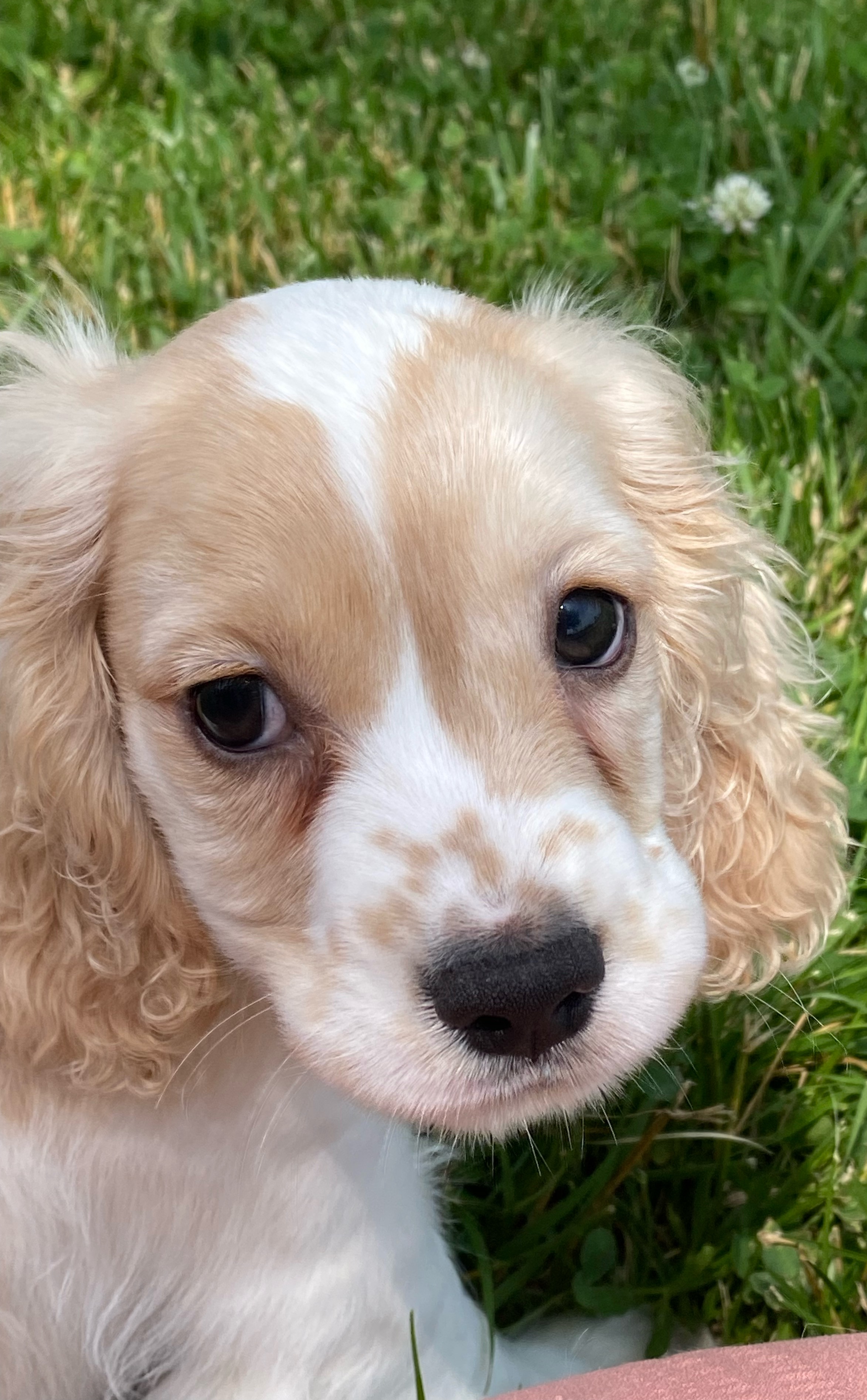 puppy, for, sale, Cocker Spaniel, Curtis  Martin, dog, breeder, Seneca Falls, NY, dog-breeder, puppy-for-sale, forsale, nearby, find, puppyfind, locator, puppylocator, aca