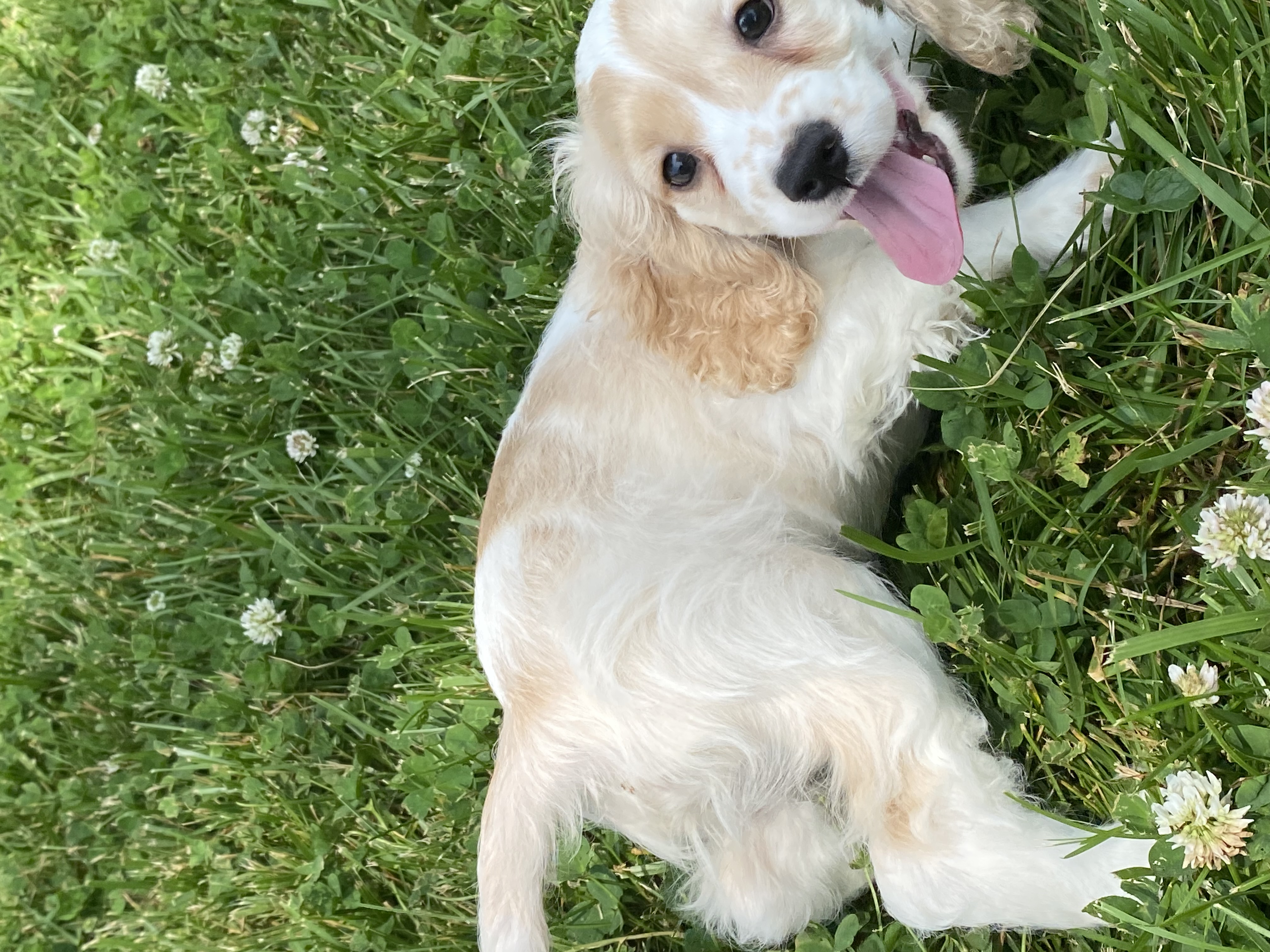 puppy, for, sale, Cocker Spaniel, Curtis  Martin, dog, breeder, Seneca Falls, NY, dog-breeder, puppy-for-sale, forsale, nearby, find, puppyfind, locator, puppylocator, aca