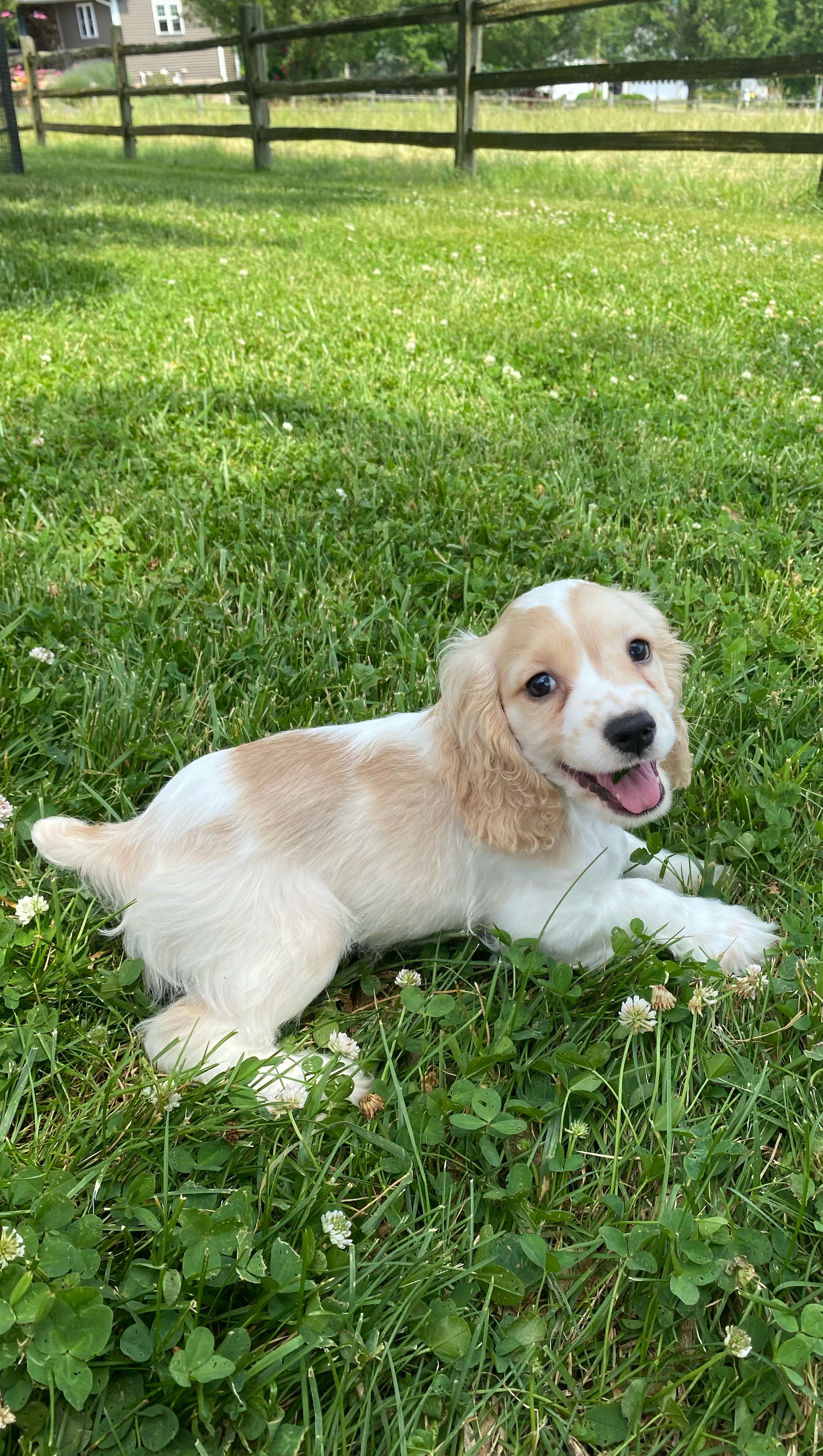 puppy, for, sale, Cocker Spaniel, Curtis  Martin, dog, breeder, Seneca Falls, NY, dog-breeder, puppy-for-sale, forsale, nearby, find, puppyfind, locator, puppylocator, aca